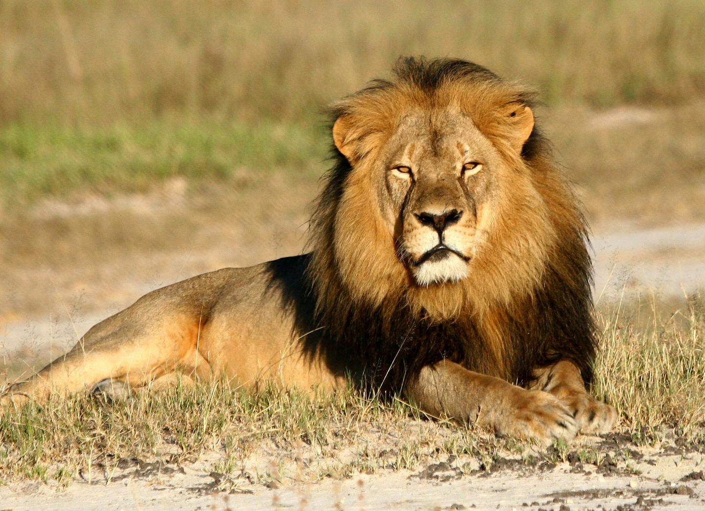 In this undated photo provided by the Wildlife Conservation Research Unit, Cecil the lion rests in Hwange National Park, in Hwange, Zimbabwe. Two Zimbabweans arrested for illegally hunting a lion appeared in court Wednesday, July 29, 2015. The head of Zimbabwe�s safari association said the killing was unethical and that it couldn�t even be classified as a hunt, since the lion killed by an American dentist was lured into the kill zone. (Andy Loveridge/Wildlife Conservation Research Unit via AP) O