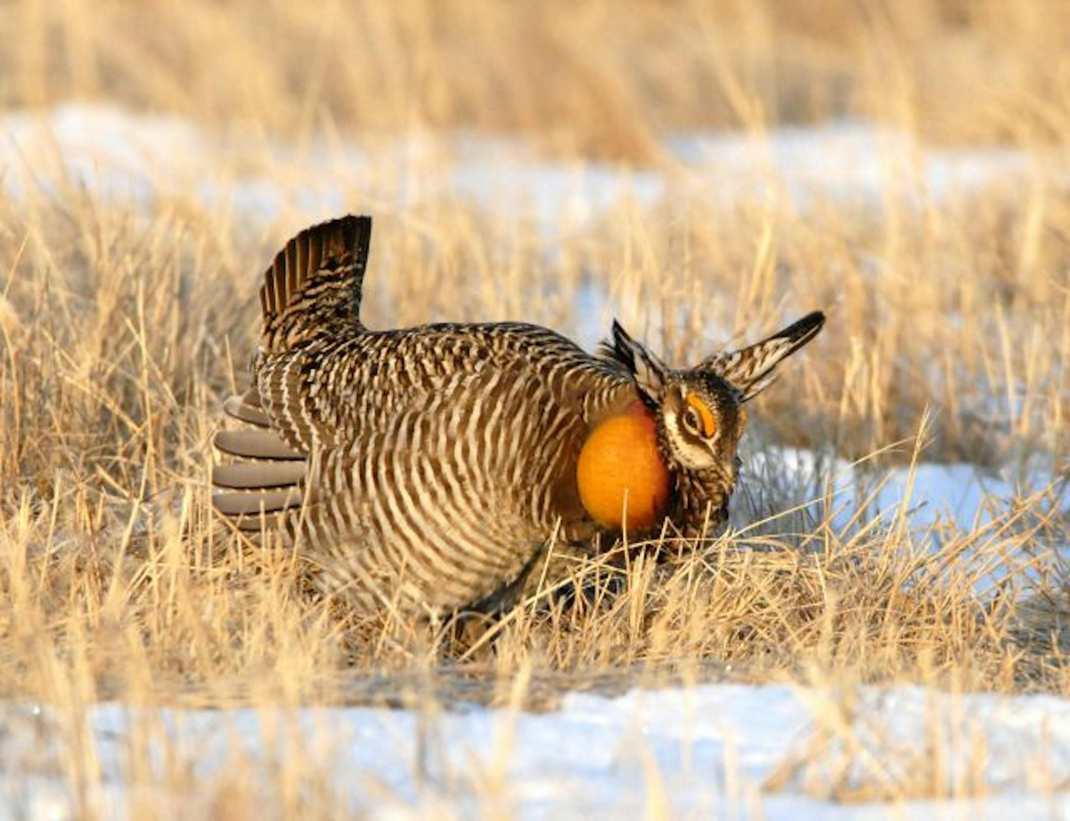 Greater prairie chickens could fill in for the French hens.