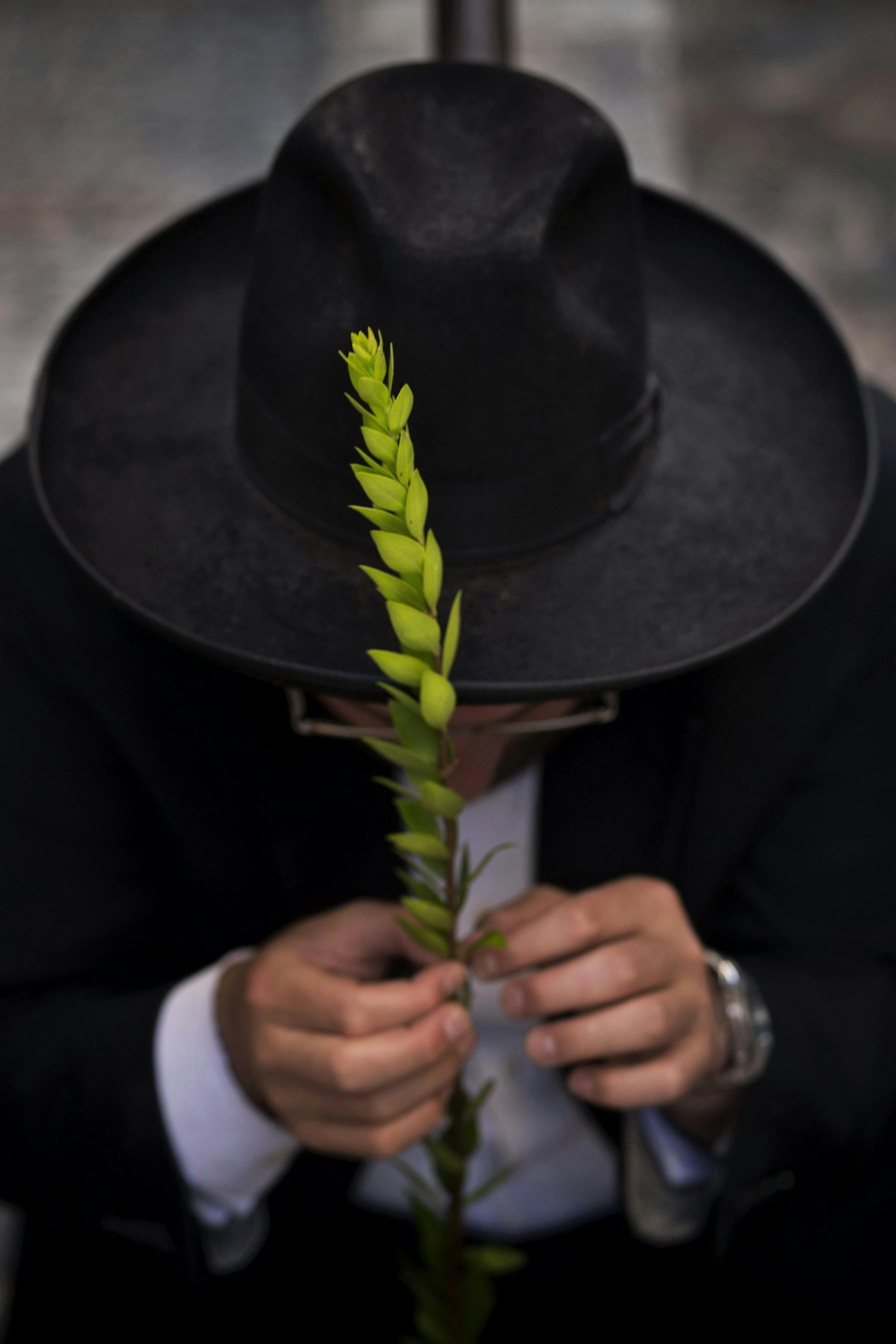 An ultra-Orthodox Jewish man holds a hadas, a myrtle branch that is one of the four items used as a symbol on the Jewish holiday of Sukkot, as he examines it for blemishes to determine if it is ritually acceptable before buying it, in Jerusalem's Mea Shearim neighborhood, Monday, Sept. 16, 2013. The holiday commemorates the Israelites 40 years of wandering in the desert and a decorated hut is erected outside religious households as a sign of temporary shelter. (AP Photo/Bernat Armangue)
