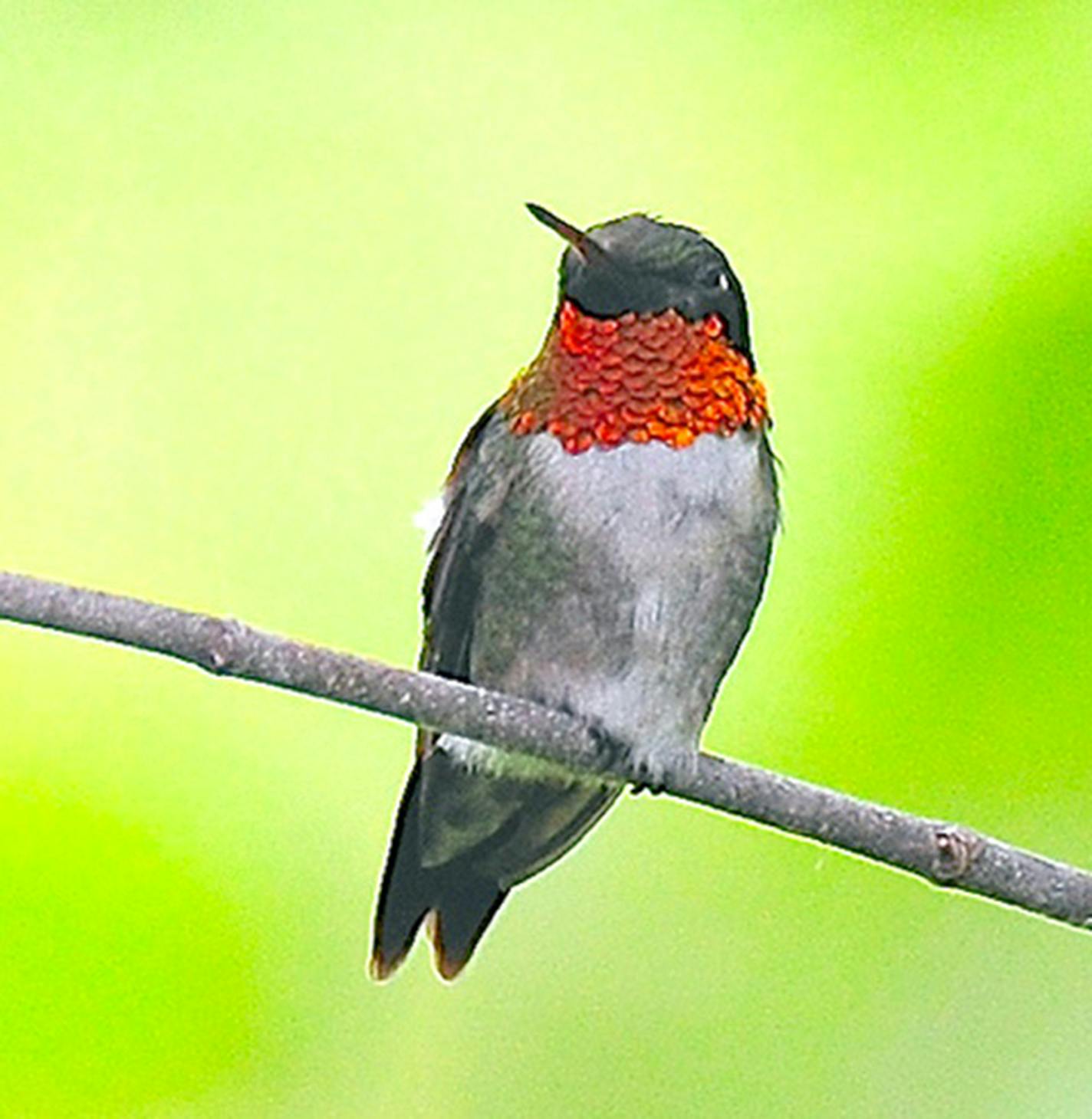 .A male ruby-throated hummingbird.Photo by Jim Williams