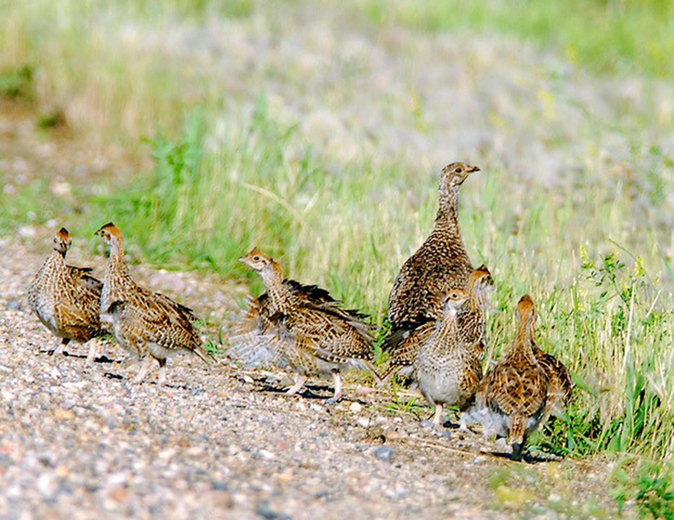Sharp-tailed grouse, hen with chicks. Photo by Jim Williams