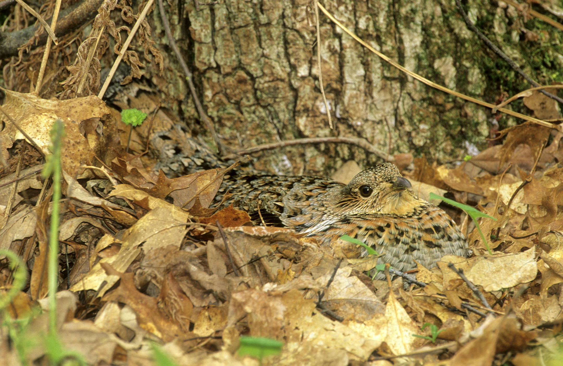 DO NOT USE! ONE-TIME USE WITH BILL MARCHEL COPY ONLY. Photo by Bill Marchel. A female ruffed grouse on her nest blends nicely with the browns and tans of the forest floor.