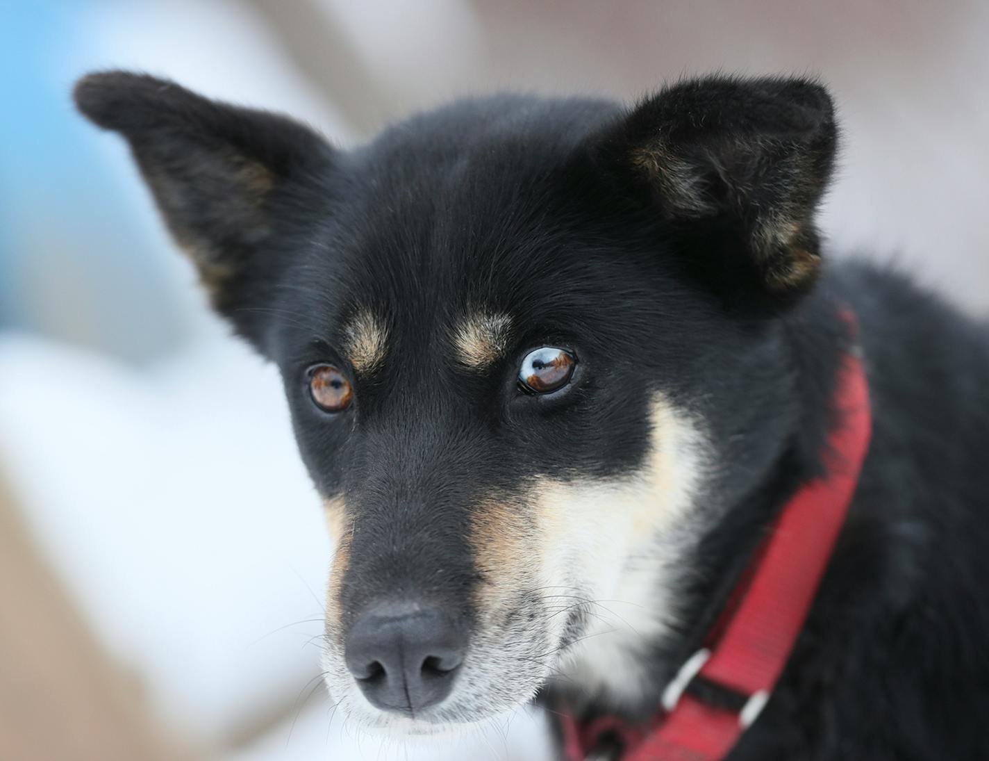 Happy - Colleen Wallin, Silver Creek Sled Dogs, handicaps her gang line and tells us what makes her dogs tick. Advancer for Beargrease Sled Dog Race. ] BRIAN PETERSON ¥ brian.peterson@startribune.com
Two Harbors, MN 12/18/2017