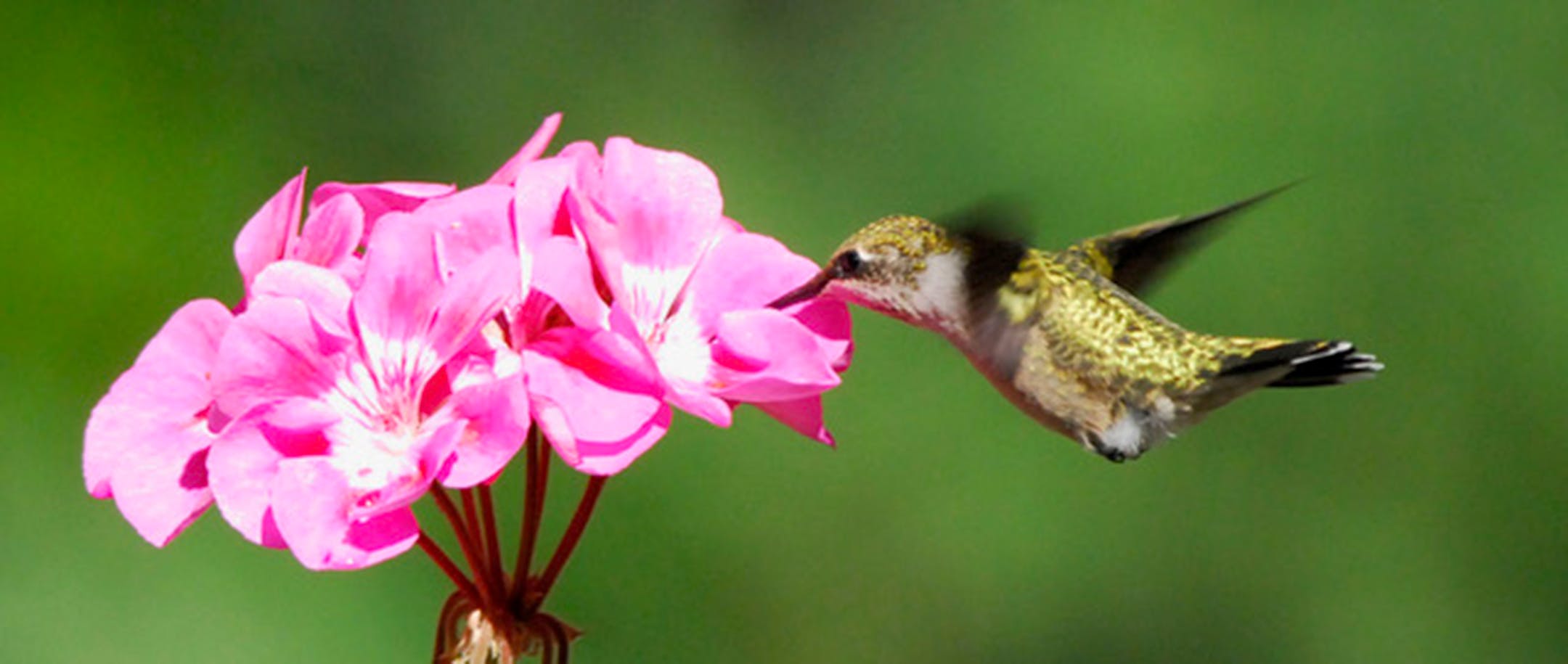 Ruby-throated hummingbird visits geraniums. Jim Williams photo