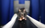 Thelma, a lab rat, pursues cereal on a sequential learning track used to measure activity in the cortex and hippocampus at the Kavli Institute for Sys