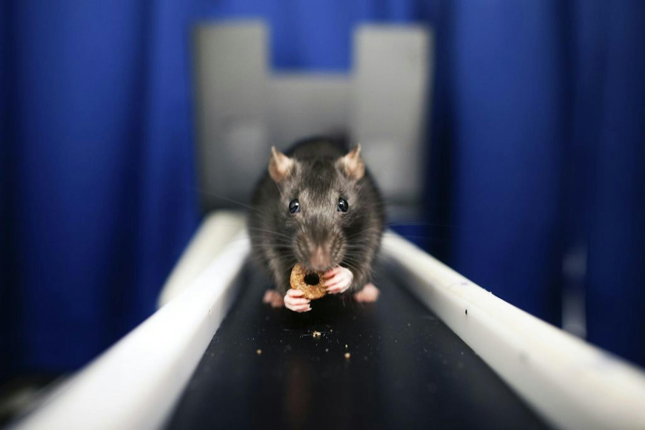 Thelma, a lab rat, pursues cereal on a sequential learning track used to measure activity in the cortex and hippocampus at the Kavli Institute for Systems Neuroscience in Trondheim, Norway, March 27, 2013. Dr. May-Britt Moser and Dr. Edvard Moser, a husband-wife team of neuroscientists at the institute, are exploring the way the brain records and remembers movement in space, which they speculate may be the basis of all memory.
