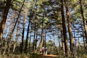 Hikers and visitors move through a pine plantation along the trail to the King's Bluff overlook at Great River Bluffs State Park, southeast of Winona,