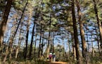Hikers and visitors move through a pine plantation along the trail to the King's Bluff overlook at Great River Bluffs State Park, southeast of Winona,