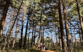 Hikers and visitors move through a pine plantation along the trail to the King's Bluff overlook at Great River Bluffs State Park, southeast of Winona,