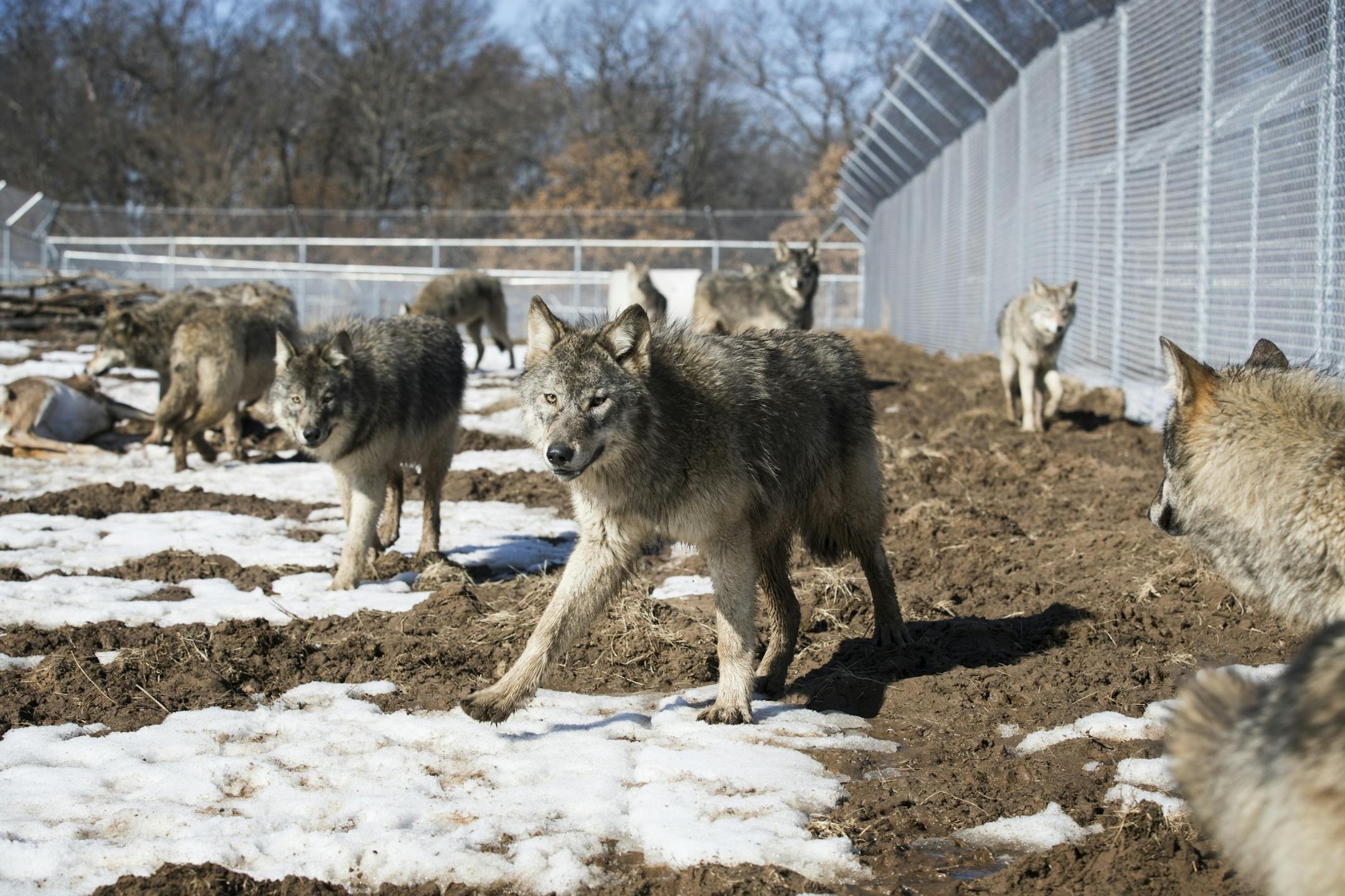 The wolves explore their new habitat in Linwood.