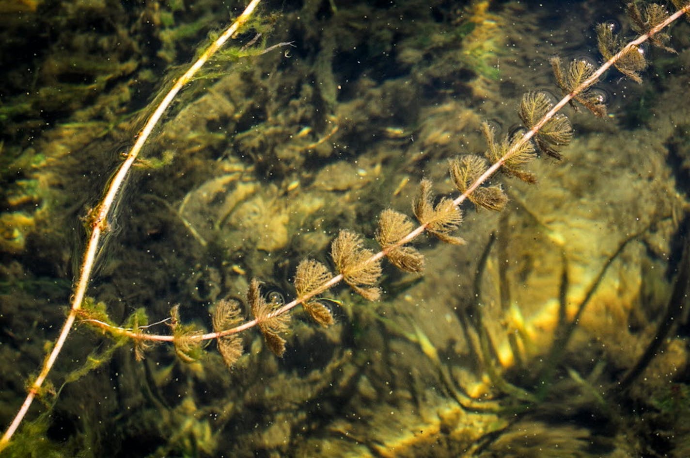 Milfoil floats on Lake Minnetonka on July 21, 2015 as a crew cleaned lake weeds on Lake Minnetonka.