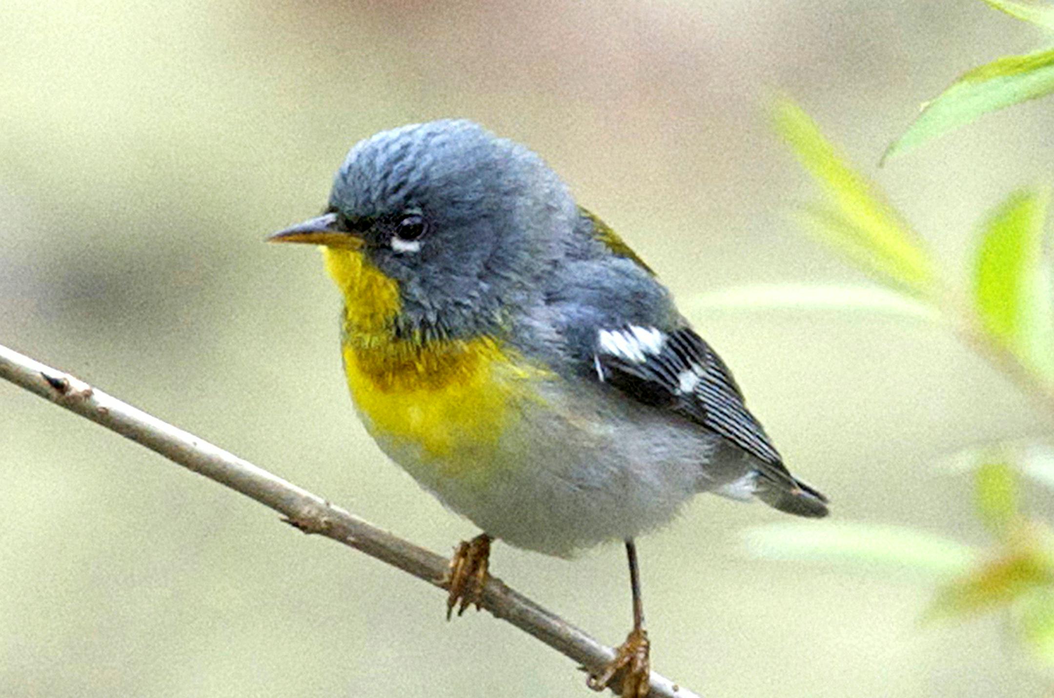 Northern parula
Jim Williams