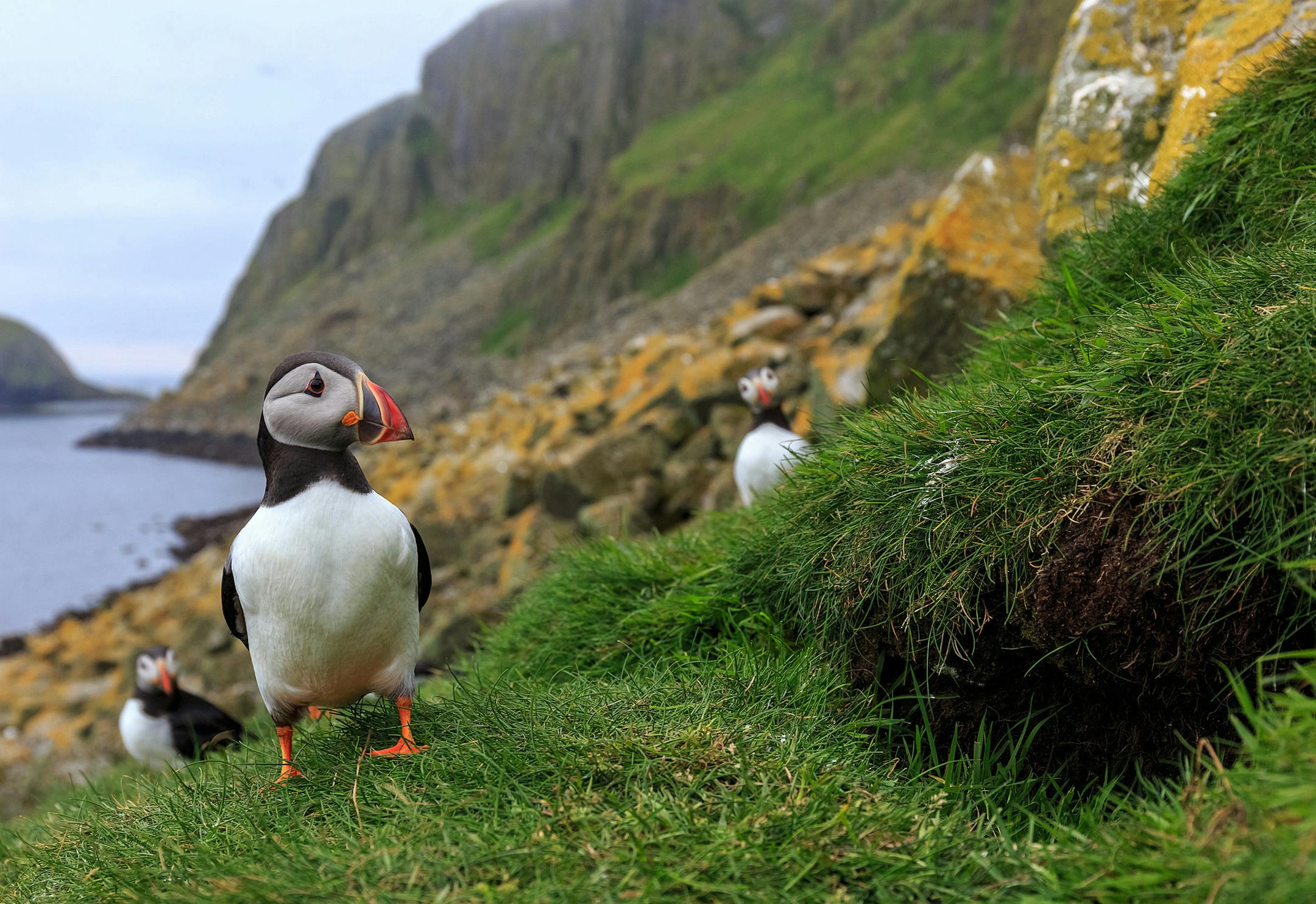 Puffins by a burrow in the Hebrides off the west coast of Scotland, for "Nature: Animal Homes" provided by Thirteen Productions