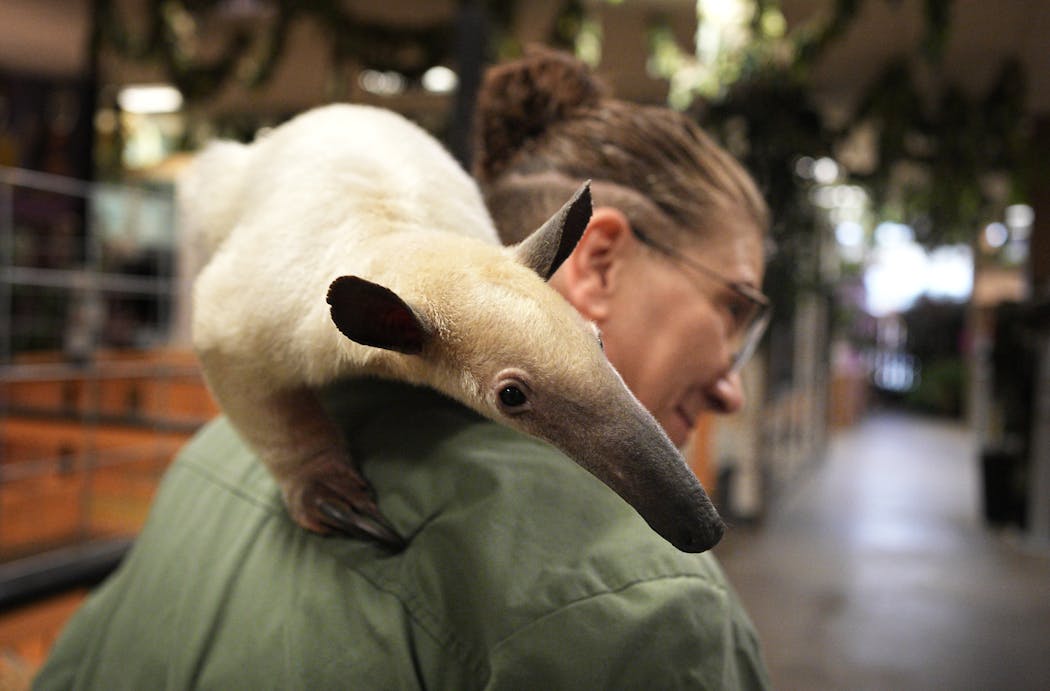 Melissa Gallup carried an anteater named Antonio on her shoulder.