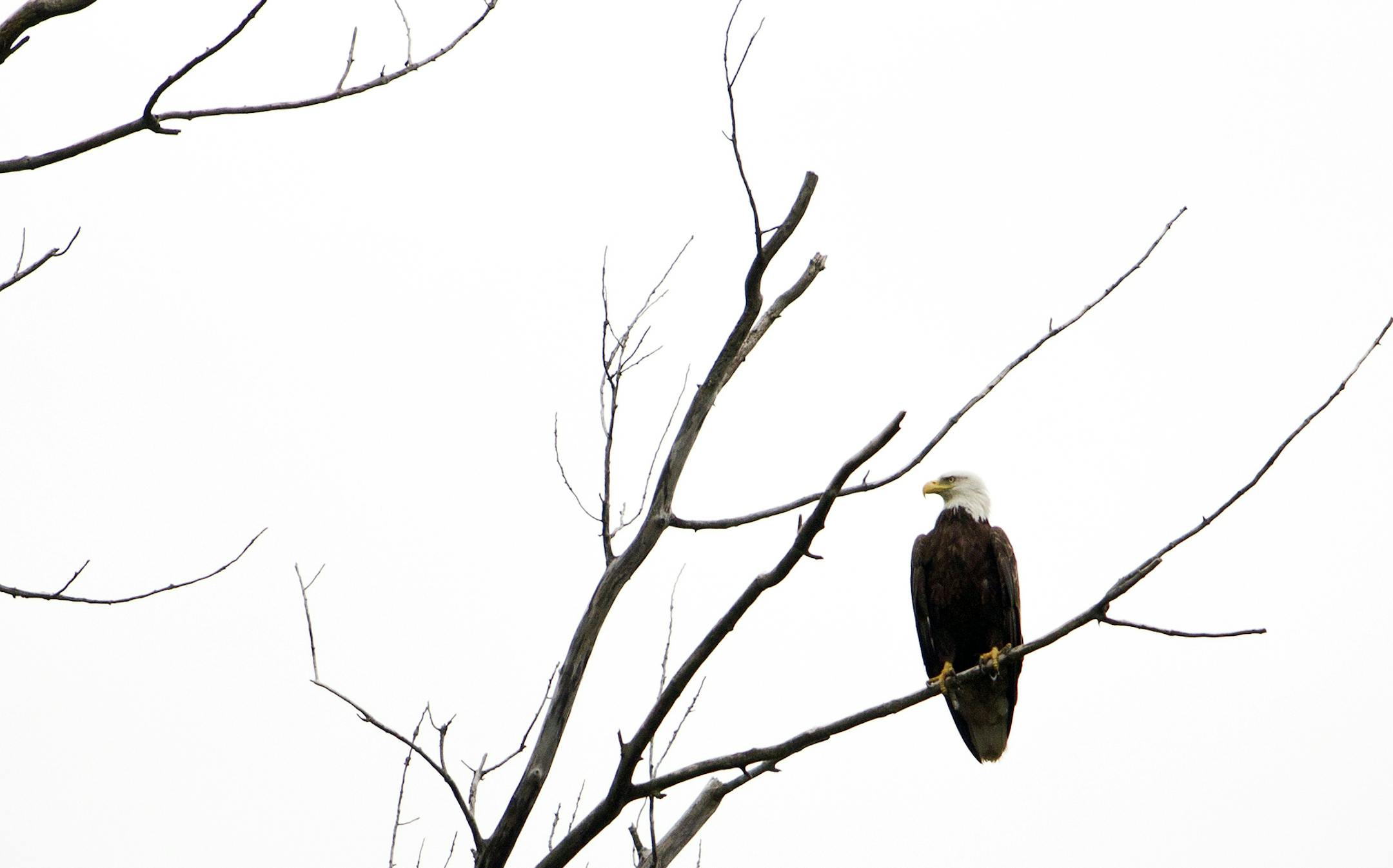 A bald eagle overlooks the Rum River in Anoka County on Monday, June 10, 2013. ] (ANNA REED/STAR TRIBUNE) anna.reed@startribune.com