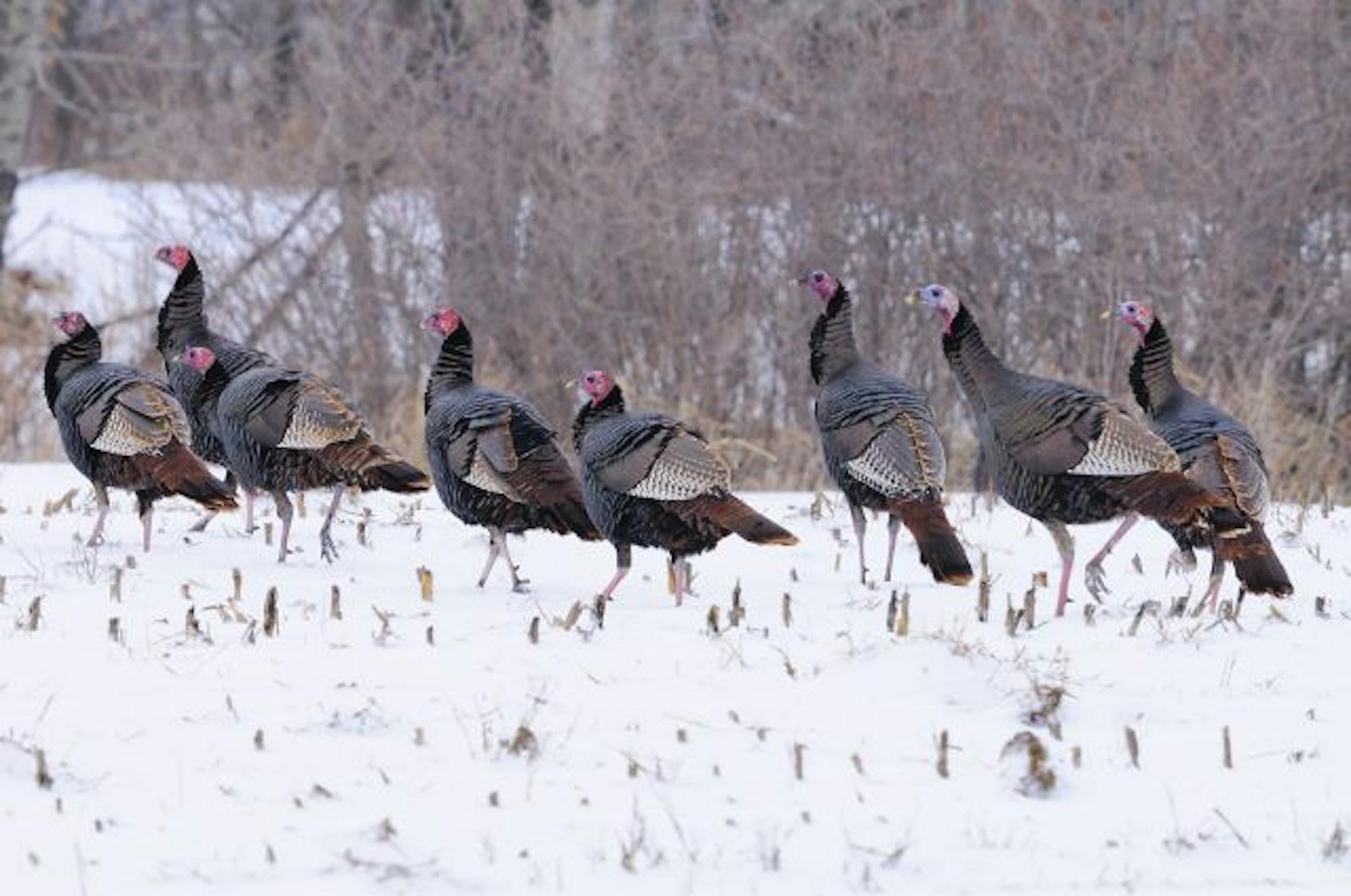 As of last week wild turkeys like this flock of toms were generally still in a feeding mode after a prolonged winter. Hunting tactics for the April 13 turkey opener may have to modified.