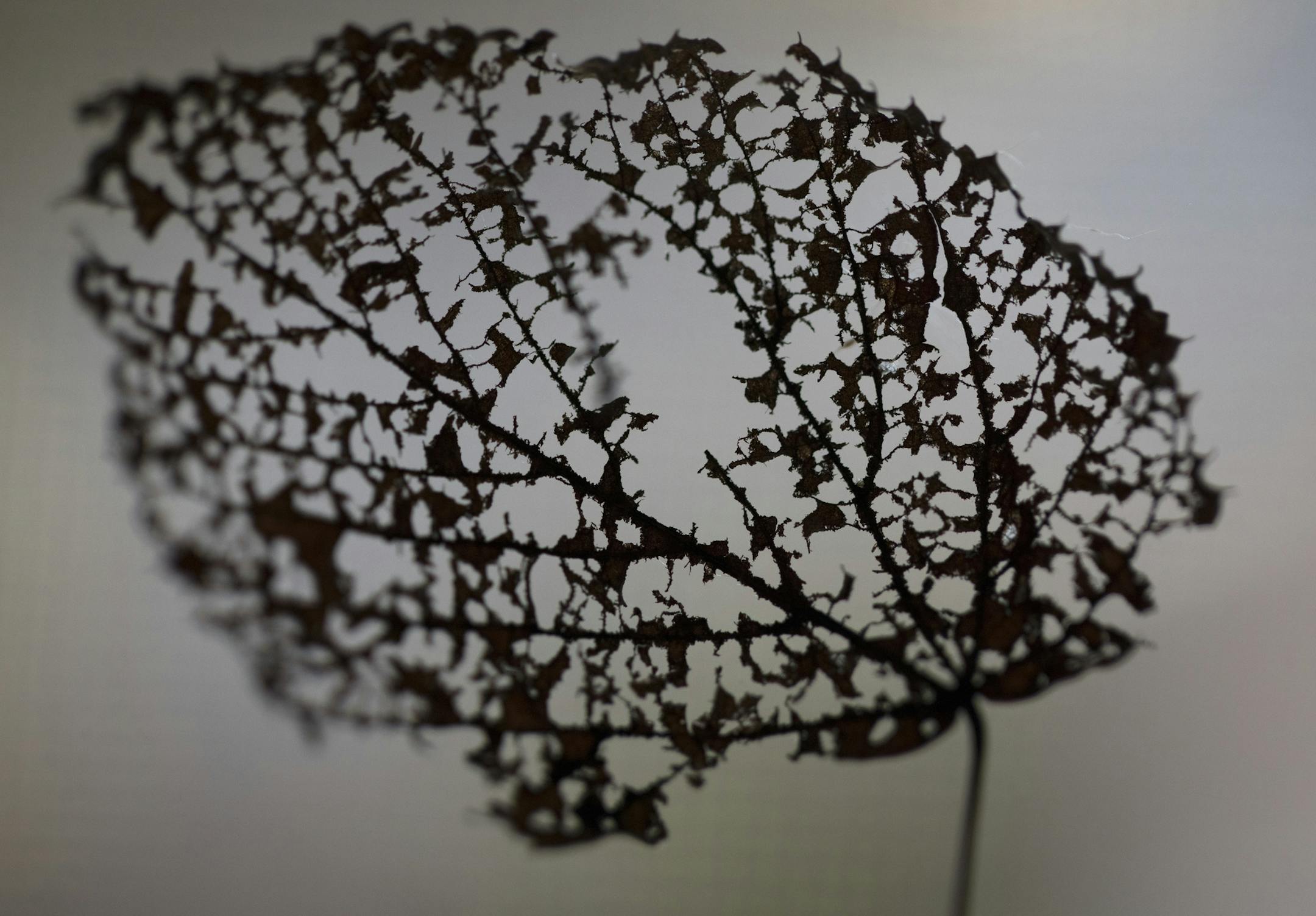 Bare Trees and Dead Leaves - Photo essay on the beauty of the changing seasons, beyond peak color. ] BRIAN PETERSON ï brian.peterson@startribune.com
Minnesota, MN 10/31/2017