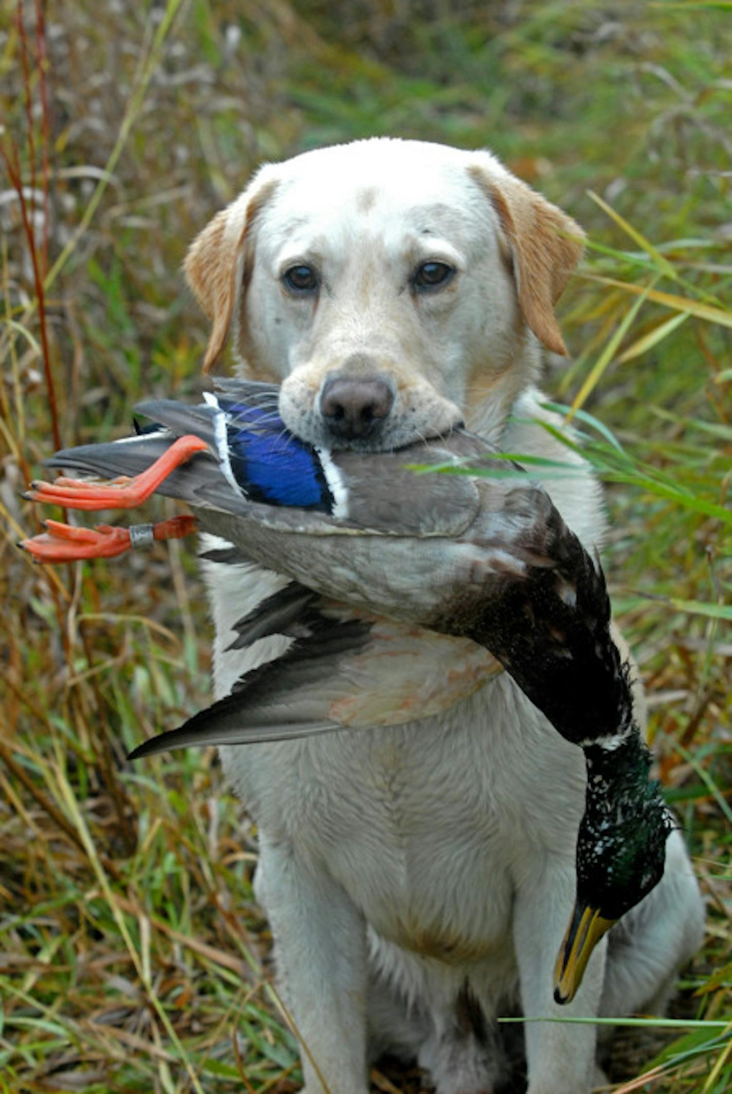 While many mallards are still in the north, pintails, wigeon and gadwalls by the thousands are in Louisiana.