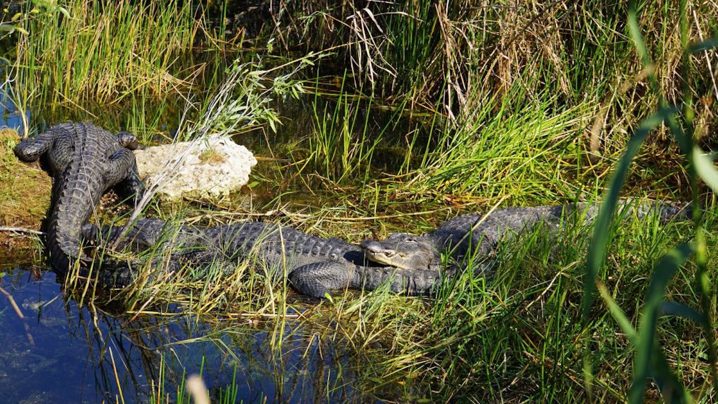 This photo shows Florida alligators in the Anhinga Trail in Everglades National Park in Homestead, Florida, on Jan. 16, 2019. Researchers from Arizona State University and the Louisiana Department of Wildlife and Fisheries discovered young alligators have the ability to regrow their tails up to three-quarters of a foot.