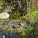 This photo shows Florida alligators in the Anhinga Trail in Everglades National Park in Homestead, Florida, on Jan. 16, 2019. Researchers from Arizona