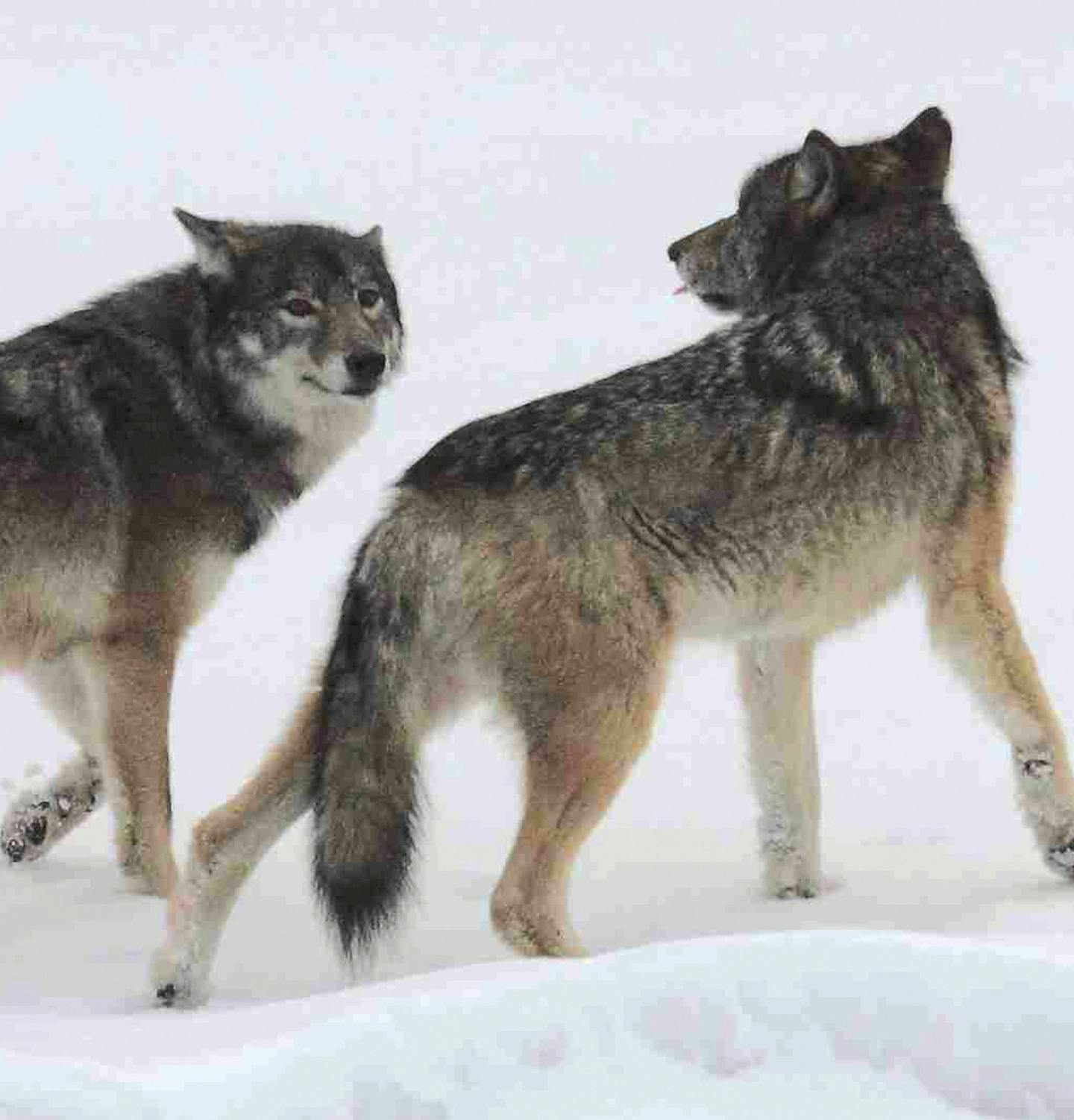 Photo courtesy of Rolf Peterson, Isle Royale wolf project. The new wolf pair at the west end of Isle Royale, female on the left. ORG XMIT: MIN2012121318175048 good phone number for Rolf Peterson is 906-482-4696 dd