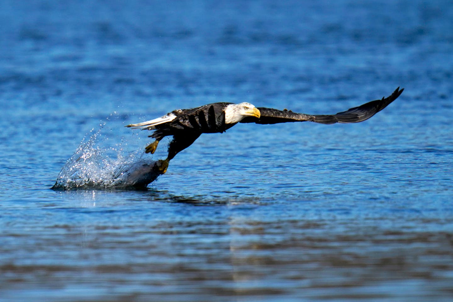 FILE - In this Nov. 20, 2020, file photo, a bald eagle grabs a fish from the Susquehanna River near the Conowingo Dam, in Havre De Grace, Md. The number of American bald eagles has quadrupled since 2009, with more than 300,000 birds soaring over the lower 48 states, government scientists said Wednesday in a new report. (AP Photo/Julio Cortez)