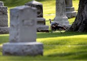 A turkey gobbler races through Lakewood Cemetery to catch up with some nearby hens (not pictured) during mating season Tuesday, May 12, 2020, in Minne