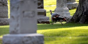 A turkey gobbler races through Lakewood Cemetery to catch up with some nearby hens (not pictured) during mating season Tuesday, May 12, 2020, in Minne