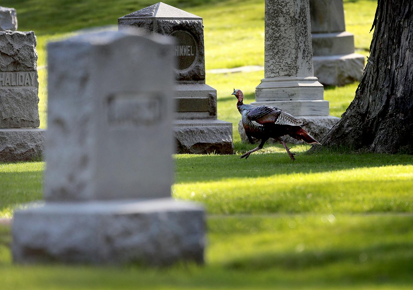 A turkey gobbler races through Lakewood Cemetery to catch up with some nearby hens (not pictured) during mating season Tuesday, May 12, 2020, in Minneapolis, MN.]