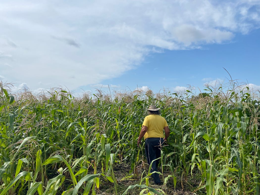 Robert Shimek with the heirloom corn crop on Sept. 9.