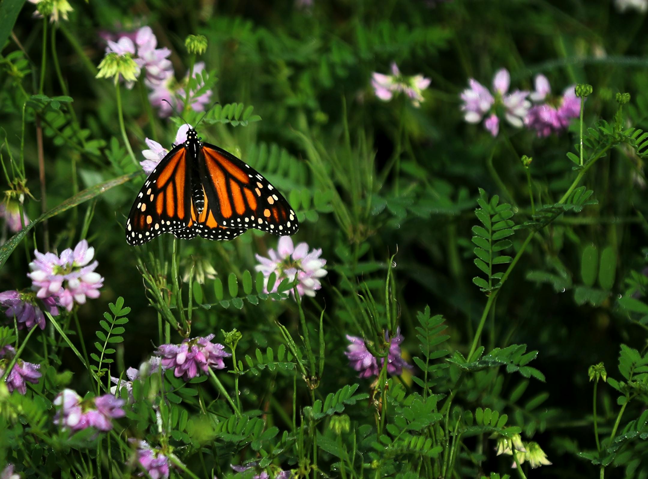 A monarch butterfly on vegetation at Indian Mounds Park, a Native American burial ground, Wednesday, July 17, 2019, in St. Paul, MN.] DAVID JOLES • david.joles@startribune.com A group of neighbors are against a plan to move a trail away from St. Paul's Indian Mounds Park. They say the move, while seeking to treat the former Native American burial ground with respect, goes too far and ignores those who want to preserve full access to the river bluff and its vistas of St. Paul.**Ann Prim,cq