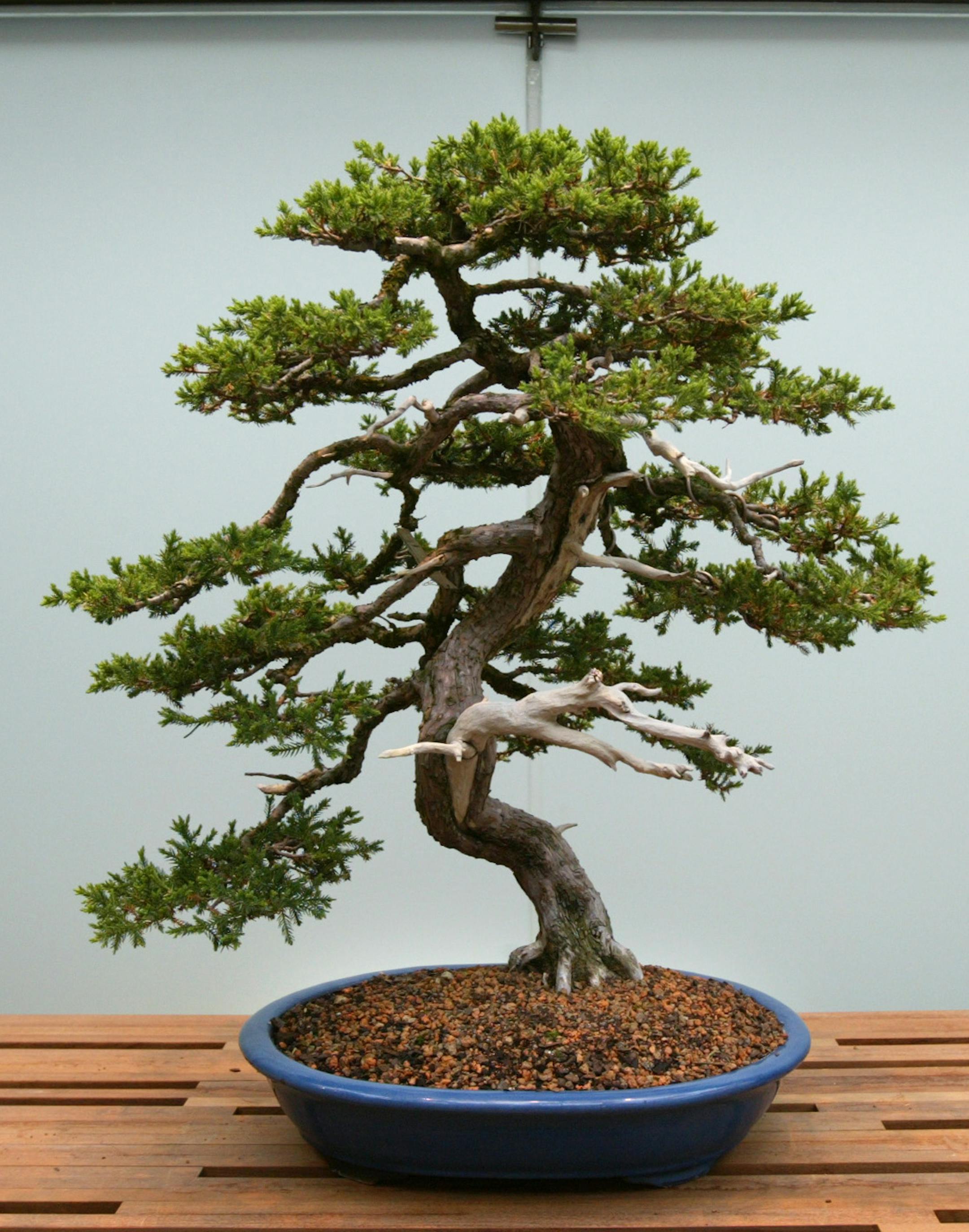 Joel koyama/Star Tribune One of the new additions to the St. Paul Como Conservatory is the new Bonsai Room. This room is located west of the Majorie McNeel Fern room. Visitors are allowed in the Bonsai room which has a collection of trees that were donated by individuals, companies and organizations. Some of the trees are also on loans from local Bonsai artists. This 50 year old Bonsai tree is a Juniperus Chinesis San Jose Juniper and was donated by the MN Bonsai Society ans styled by Chase Rosa