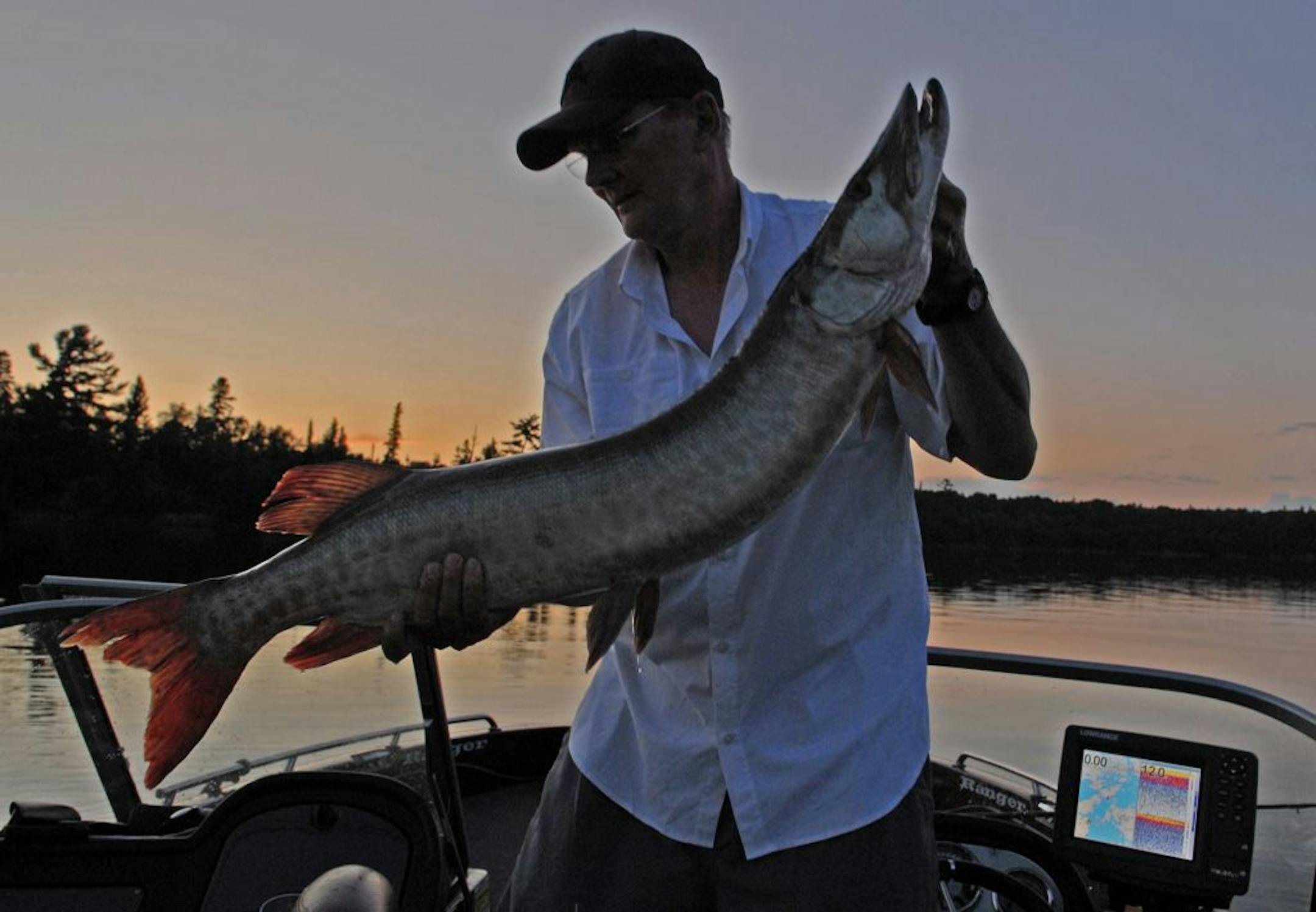 Dennis Anderson prepares to release a 42-inch muskie he caught on Lake of the Woods last week.