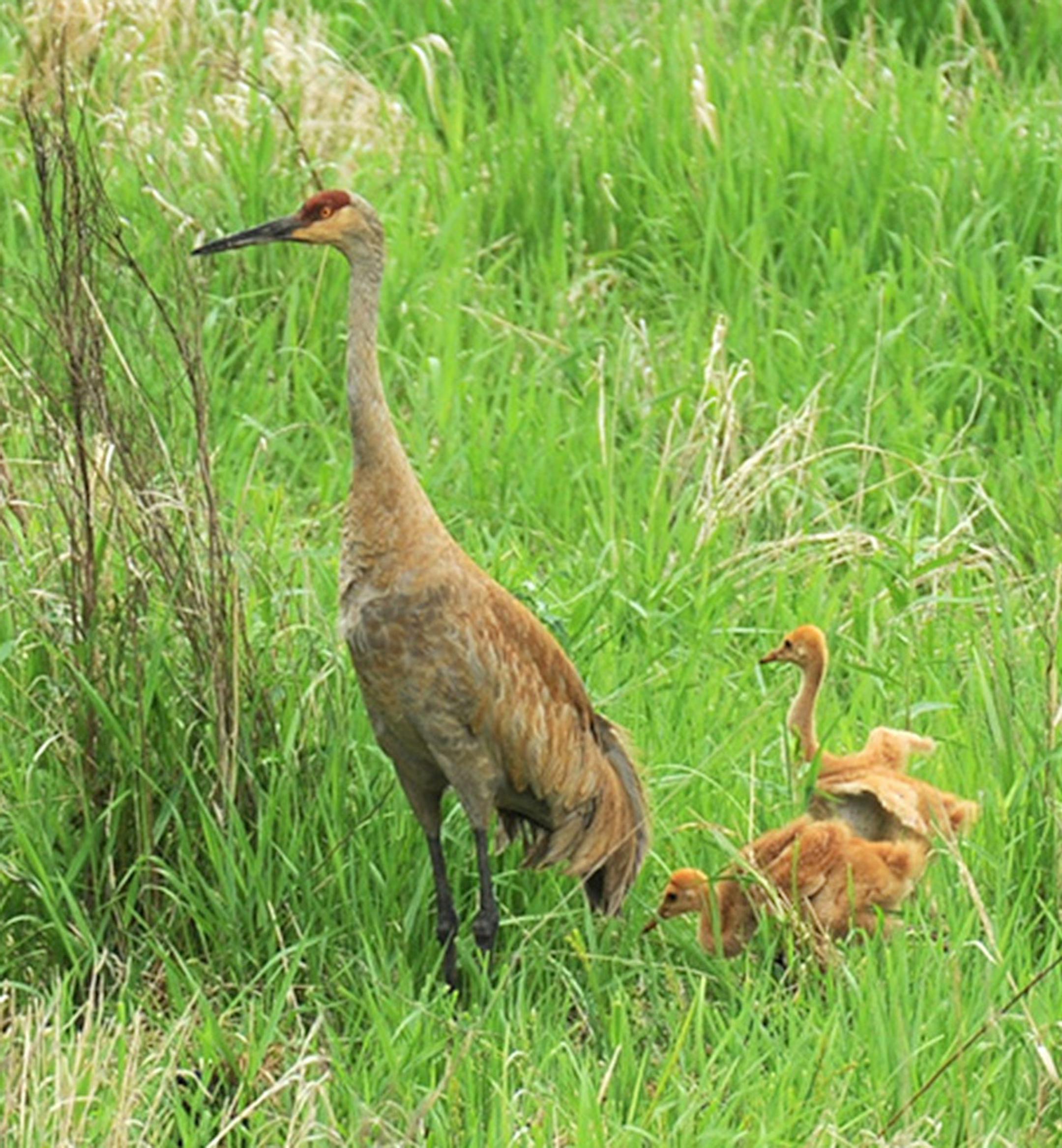 Sandhill cranes and chicks credit: Jim Williams, special to the Star Tribune