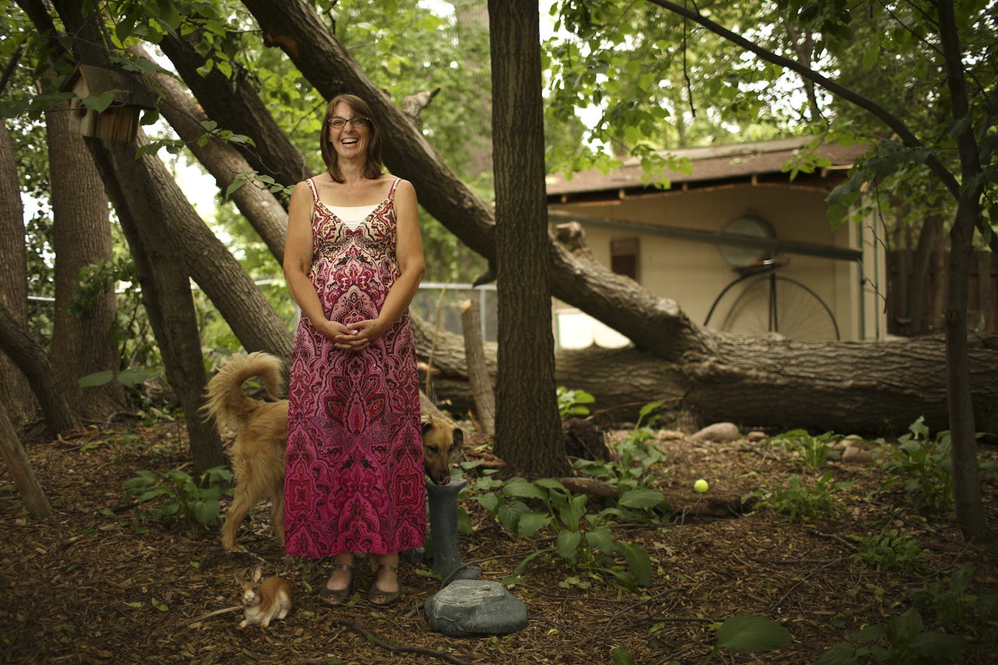 During Friday night's storm, a giant oak fell over and knocked over four other trees in Amy Beckham's Maple Grove backyard. The fence and a shed in the back yard were also damaged. Amy Beckham in her backyard Tuesday afternoon, June 25, 2013 with the fallen tree and damaged shed behind her and the trees that were also uprooted next to her. She's being photo bombed by the family dog, Lily Pawter. ] JEFF WHEELER &#x201a;&#xc4;&#xa2; jeff.wheeler@startribune.com