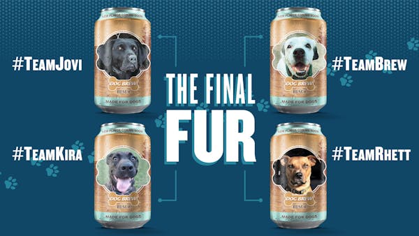 Minnesota pup Kira is among the finalists in the “final fur” bracket created by Busch’s Dog Brew to select the face of its new flavor. 