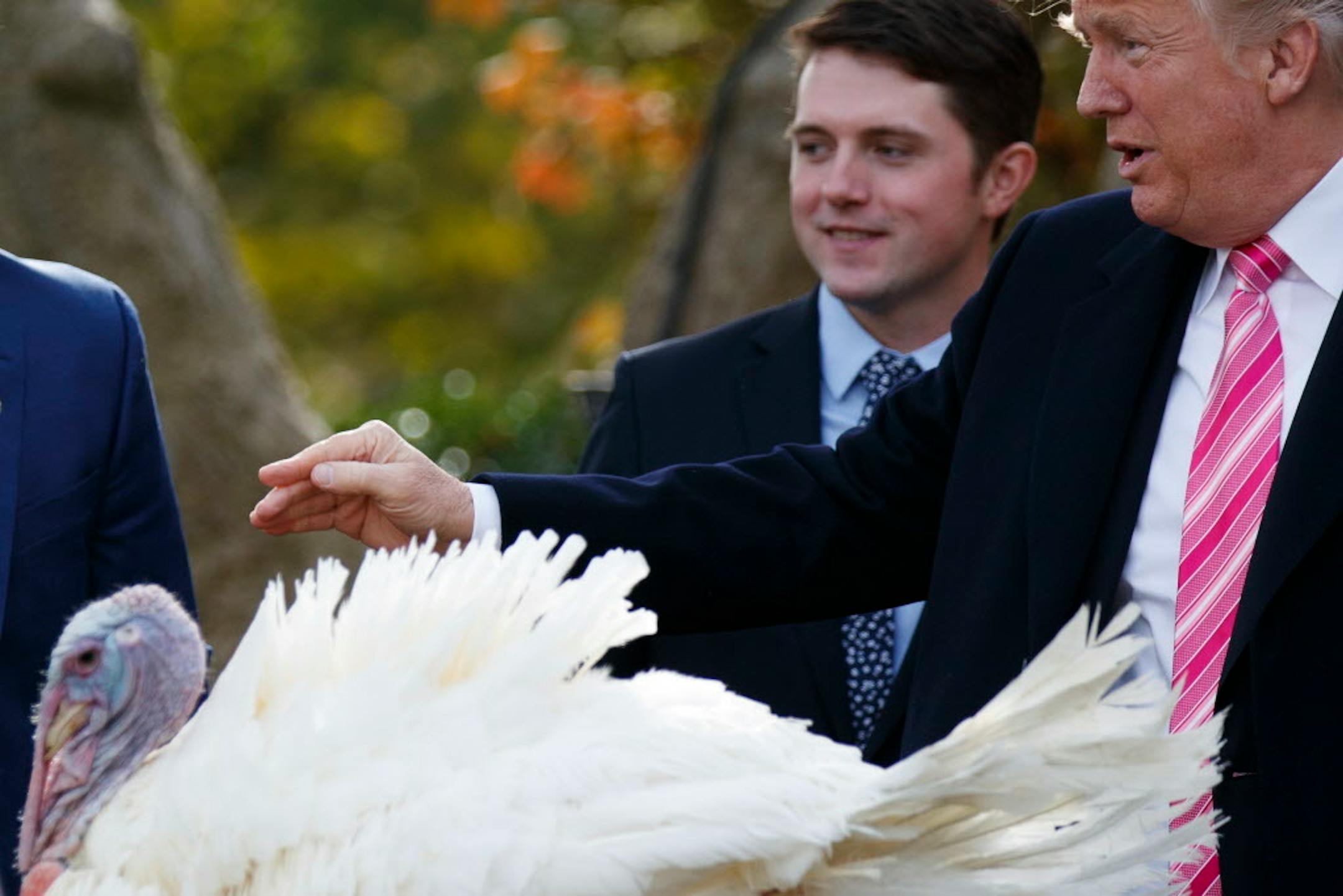 President Donald Trump pardons Drumstick during the National Thanksgiving Turkey Pardoning Ceremony in the Rose Garden of the White House, Tuesday, Nov. 21, 2017, in Washington.