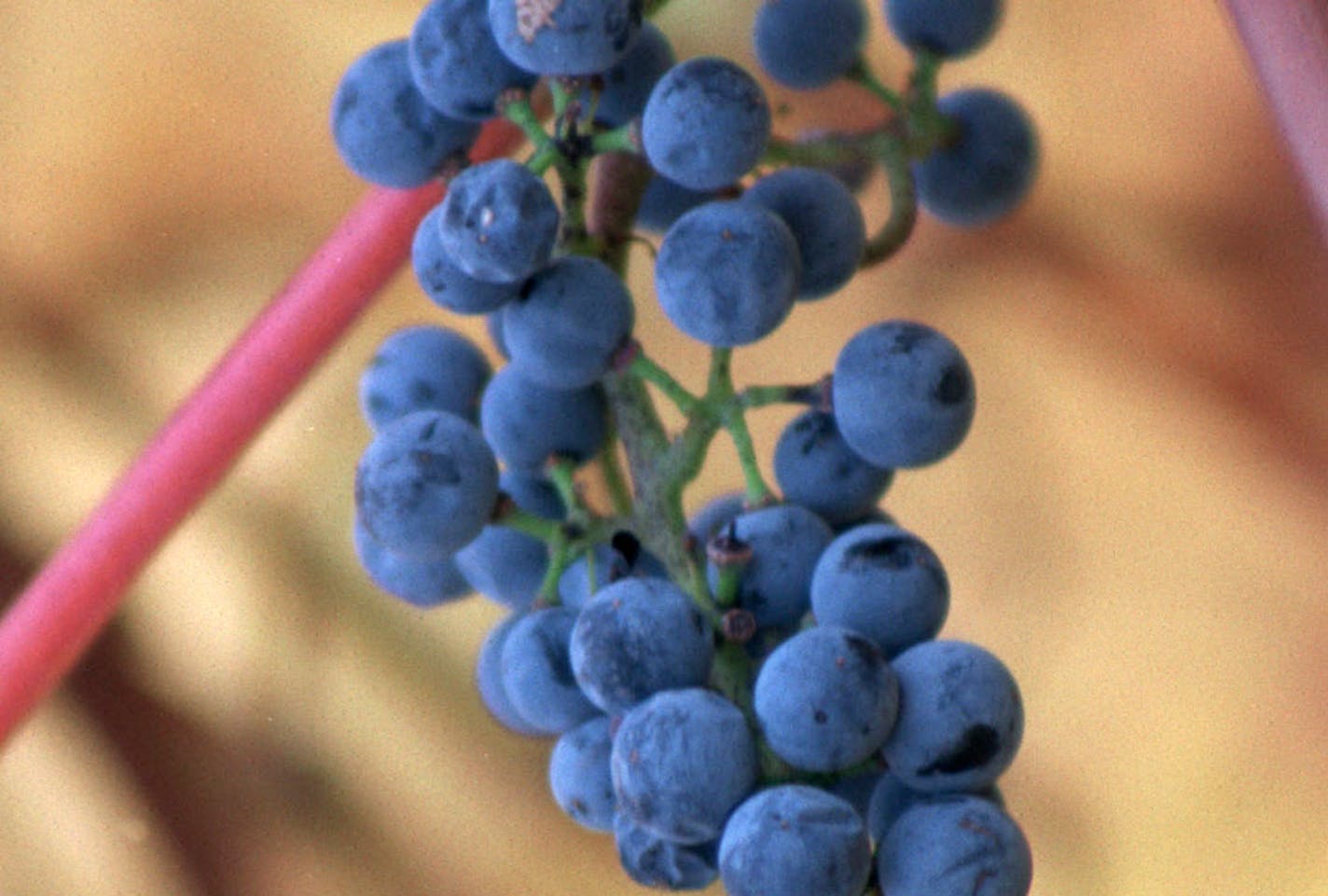 Minnesota wild-growing grape, found growing wild in the forest and along roadways. It is native to most of the United States.