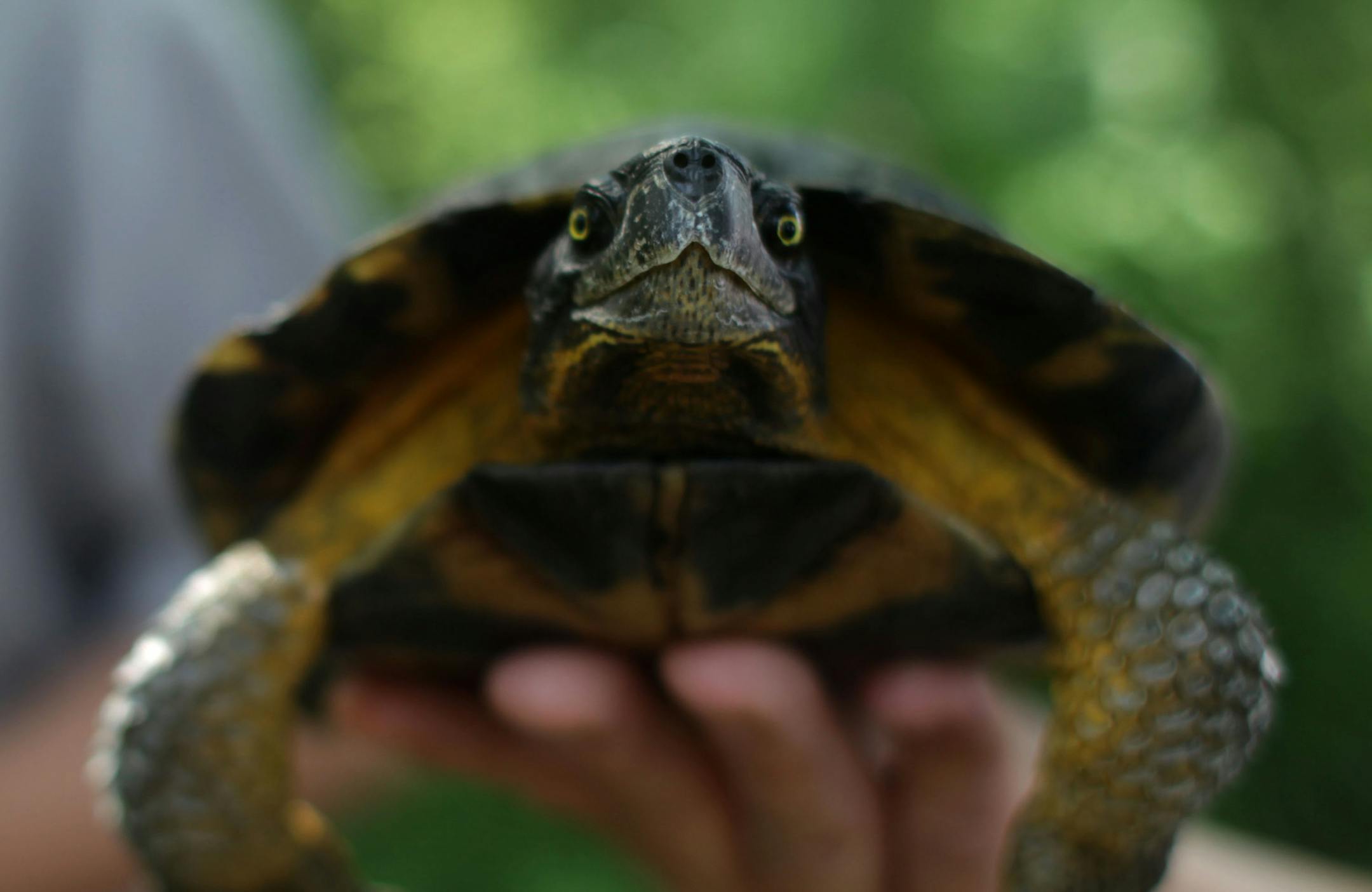 Carol D. Hall holds a wood turtle at French Regional Park on Thursday afternoon. ] John J. Moriarty and Carol D. Hall are co-authors of the new book "Amphibians and Reptiles in Minnesota." MONICA HERNDON monica.herndon@startribune.com Plymouth, MN 07/24/14