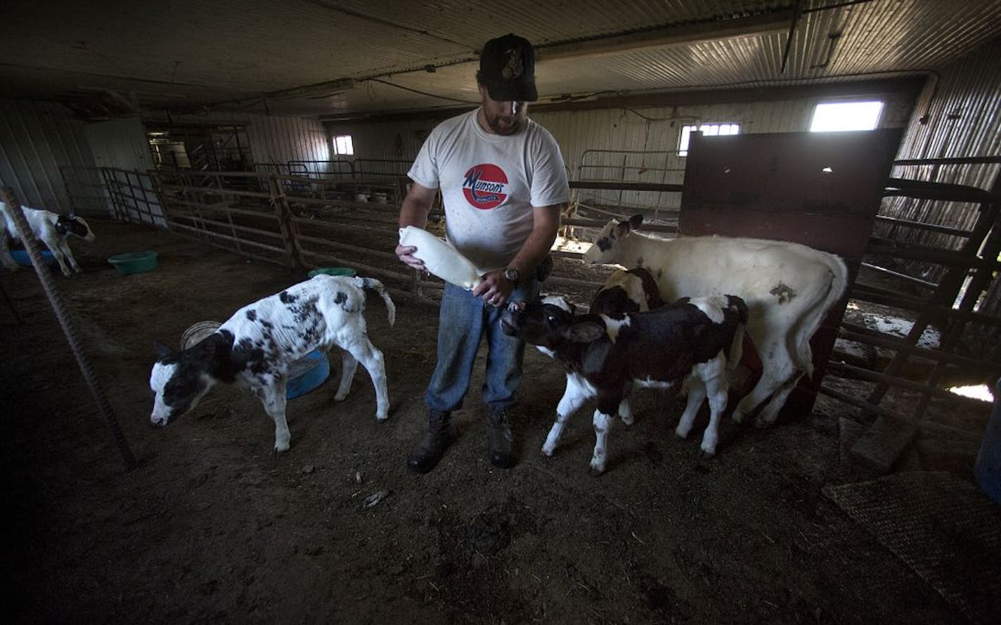 Tony Steinke fed milk to a calf after he and his father had finished milking the herd.