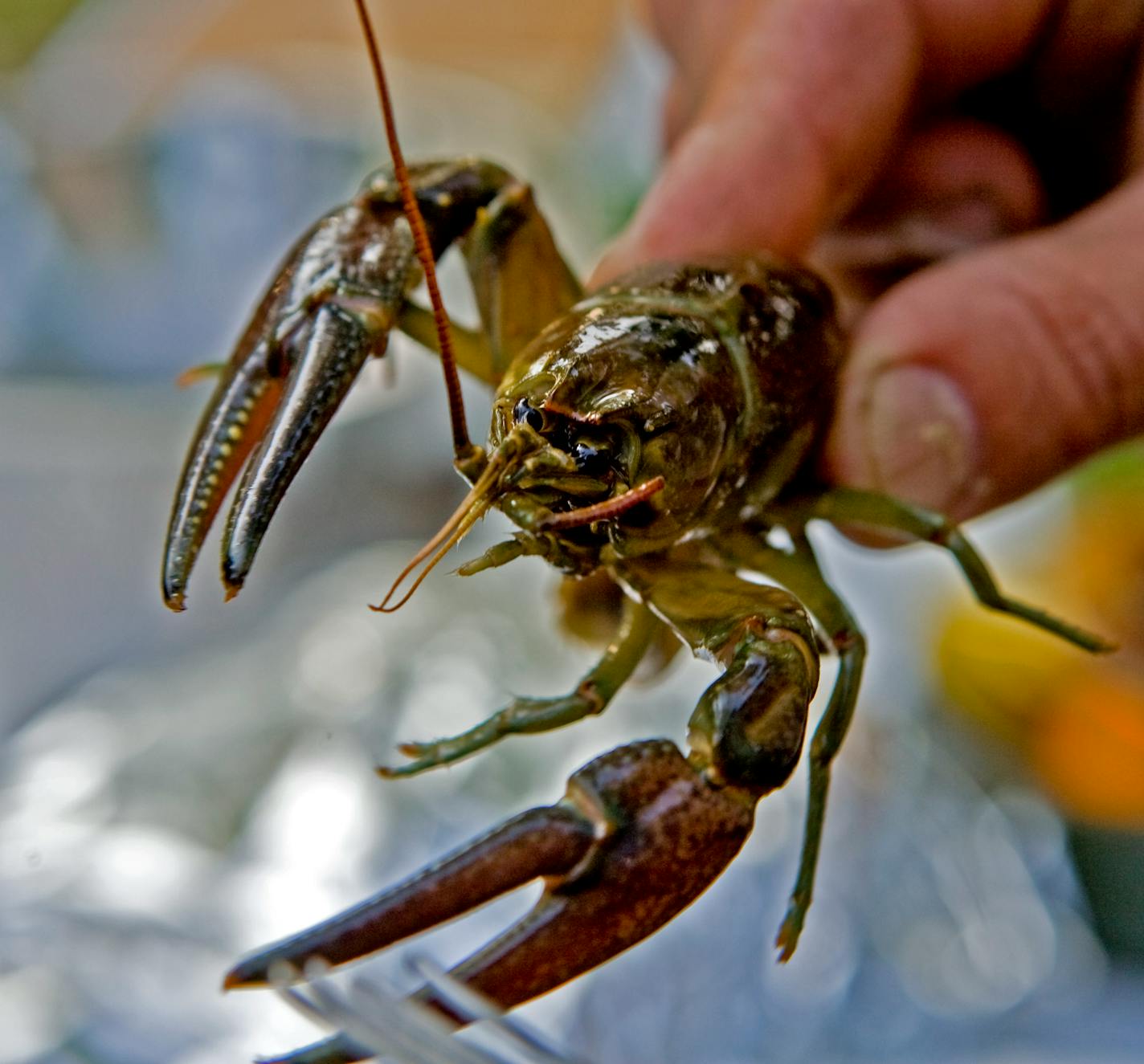 Although the crayfish were slow to mature this spring and summer, the crayfish used for this boil were large and had big claws.