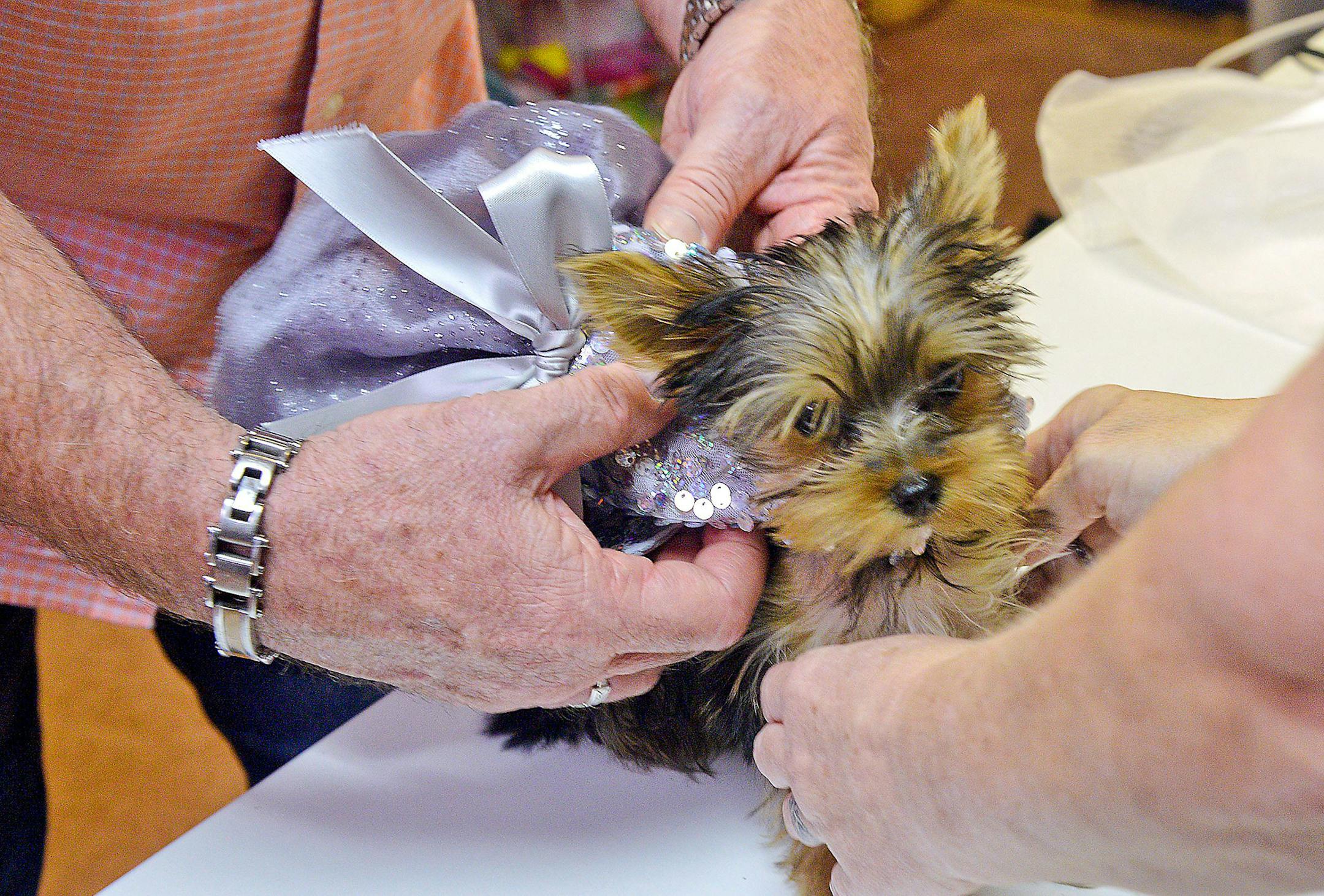 Trixie, a Yorkshire terrier puppy, was fitted with a gray party dress made by her owner, Suzanne Crosier, who, along with her husband, Dean, runs a business to create clothes and accessories for dogs.