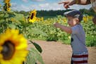 One-and-a-half year old Trevor Johnson spotted a honey bee on a sunflower as his mother Kaitlyn Johnson from Coon Rapids stood behind him.