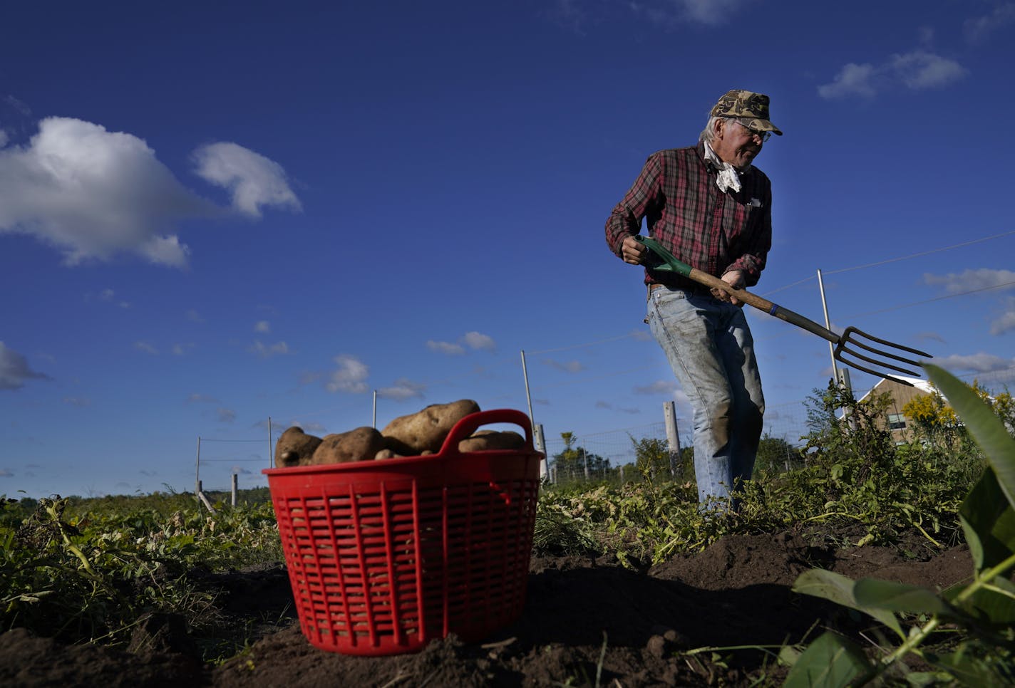 Oliver Kelley Farm employee John Hanson harvested potatoes in September, part of the 9,000 pounds of food donated.