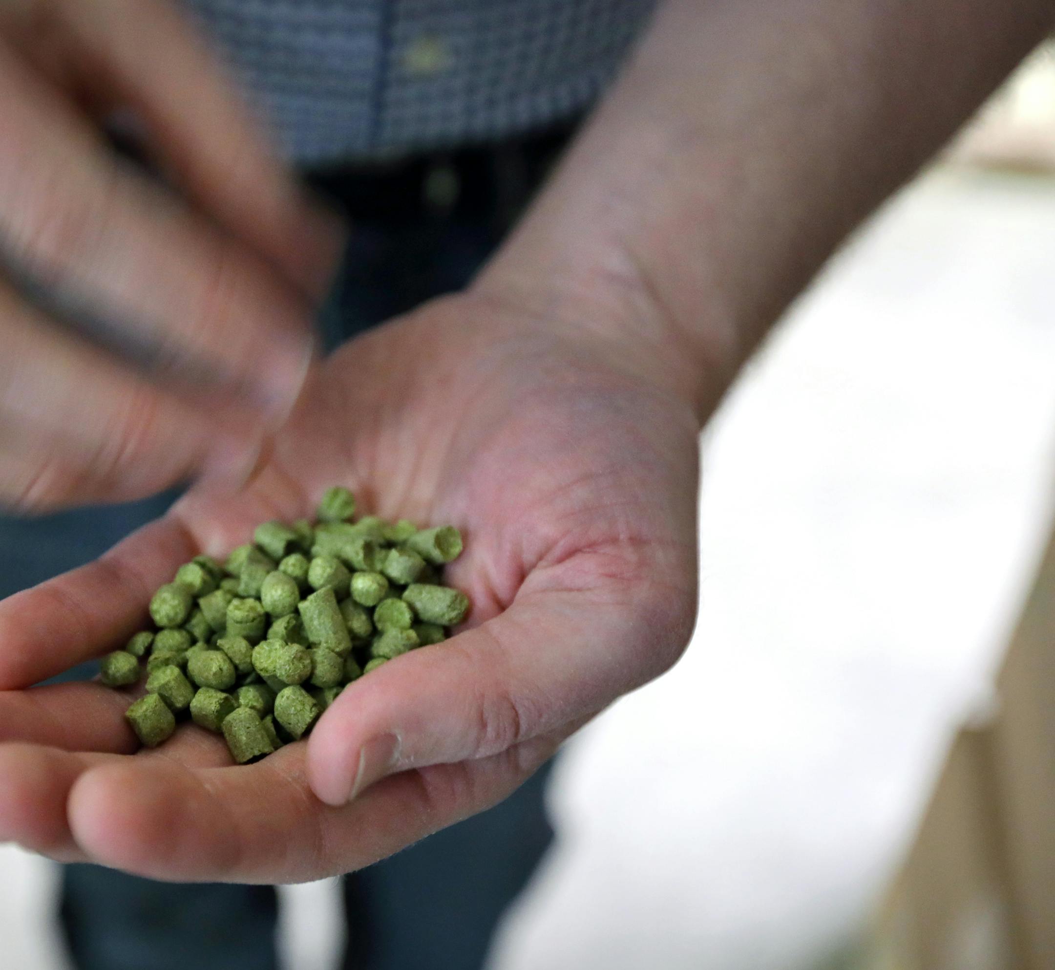 Damian McConn holds Cascade Hops.