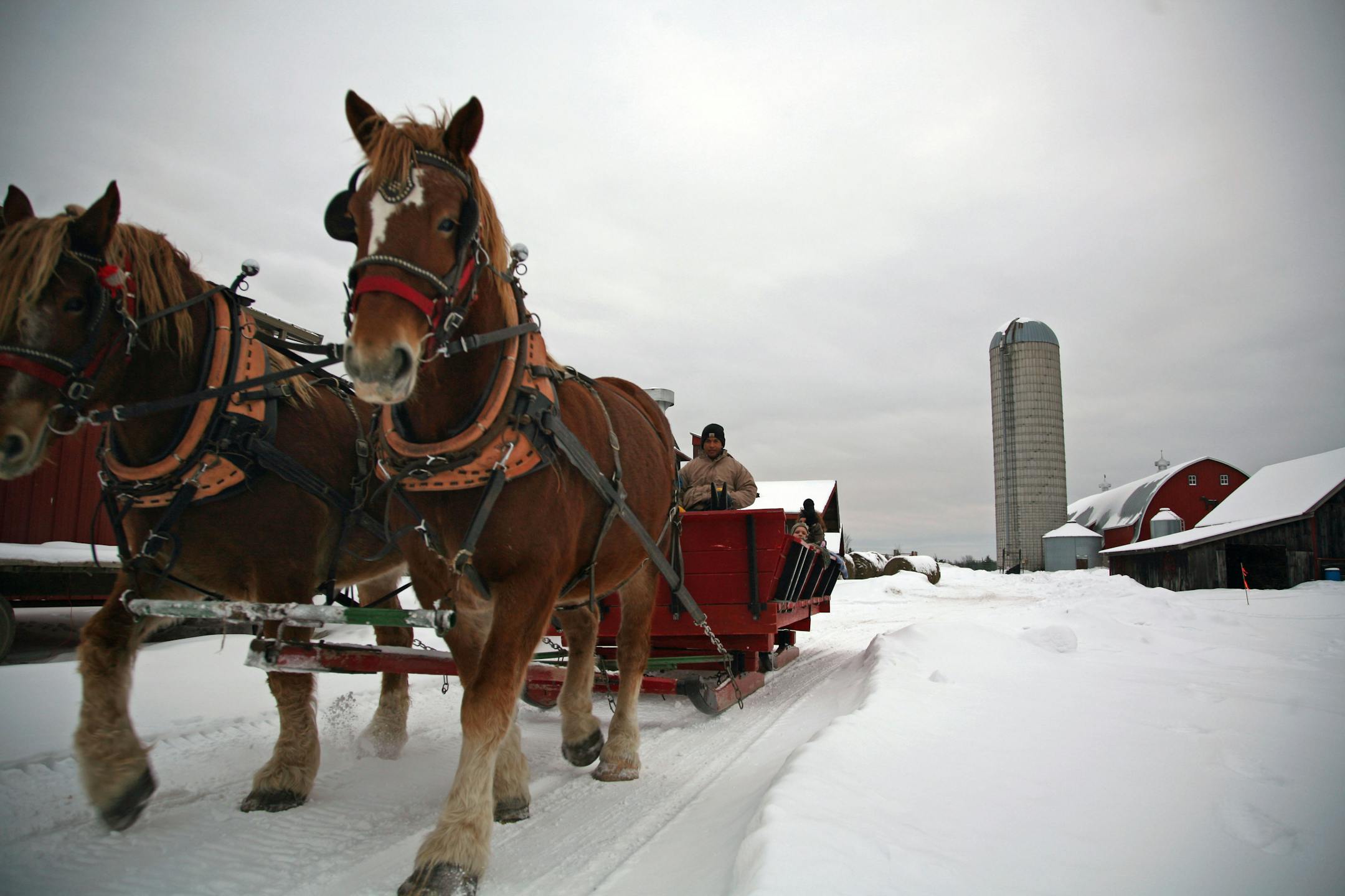 Pat and Pete, two Belgian work horses, pull the sleigh at Palmquist Farm near Prentice, Wis. The horses pull tourists in the winter; in the summer they plow fields and do other farm work.