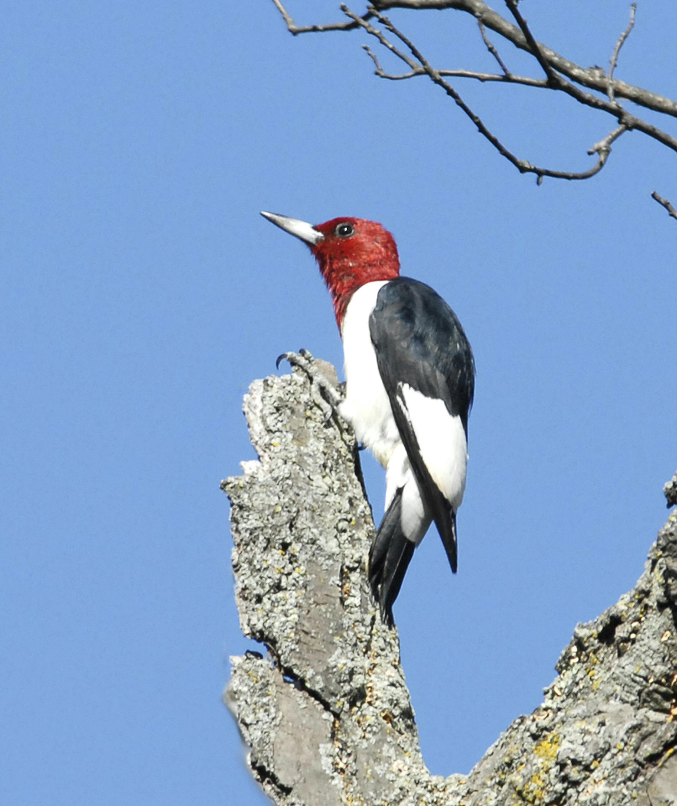 Red-headed woodpecker perches