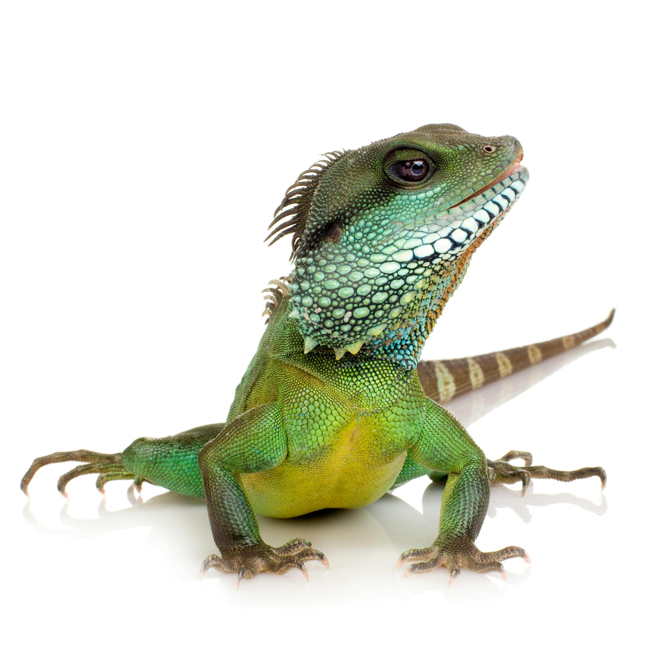 Bearded Dragon in front of a white background