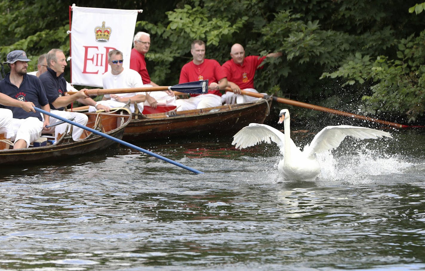 A swan avoids being caught by the Queen's Swan Uppers, near Penton Hook Island, England, during the ancient tradition of the annual census of the swan population on the River Thames, Monday July 15, 2019. The ancient tradition of Swan-upping is an annual ceremony to catch swans on the River Thames to check their health, tag them as a royal protected bird and released. (Jonathan Brady/PA via AP) ORG XMIT: WRC812