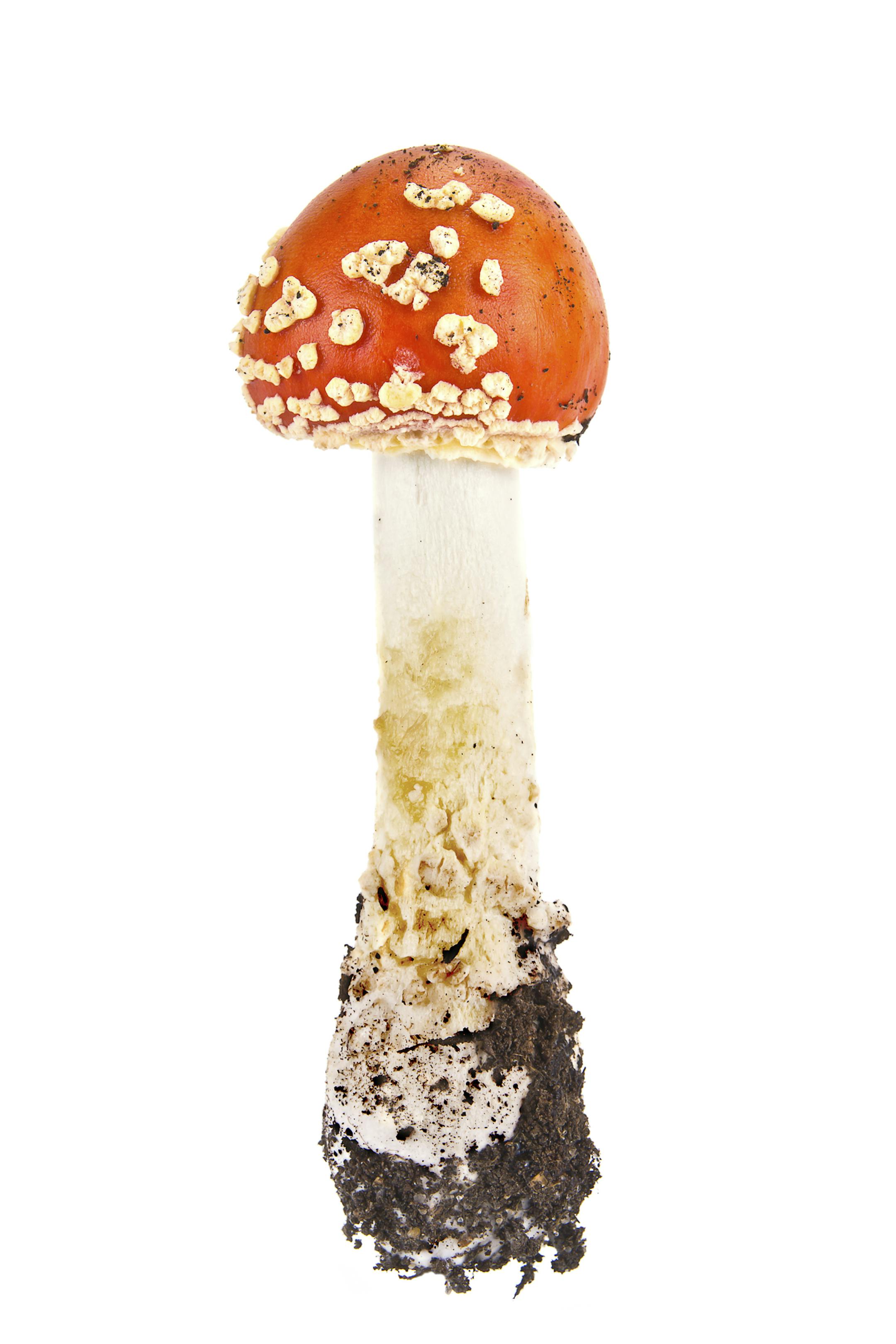 A forest mushroom Amanita, it is isolated on a white background